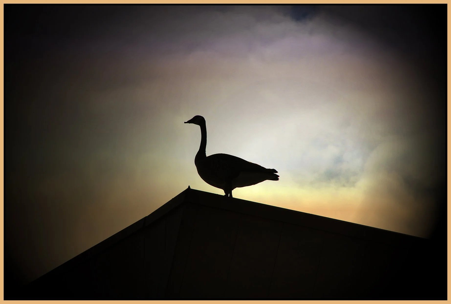 Canada Goose_Apr 22_2022_HDR_4G8517_peIntnSunst_4x6s.jpg
