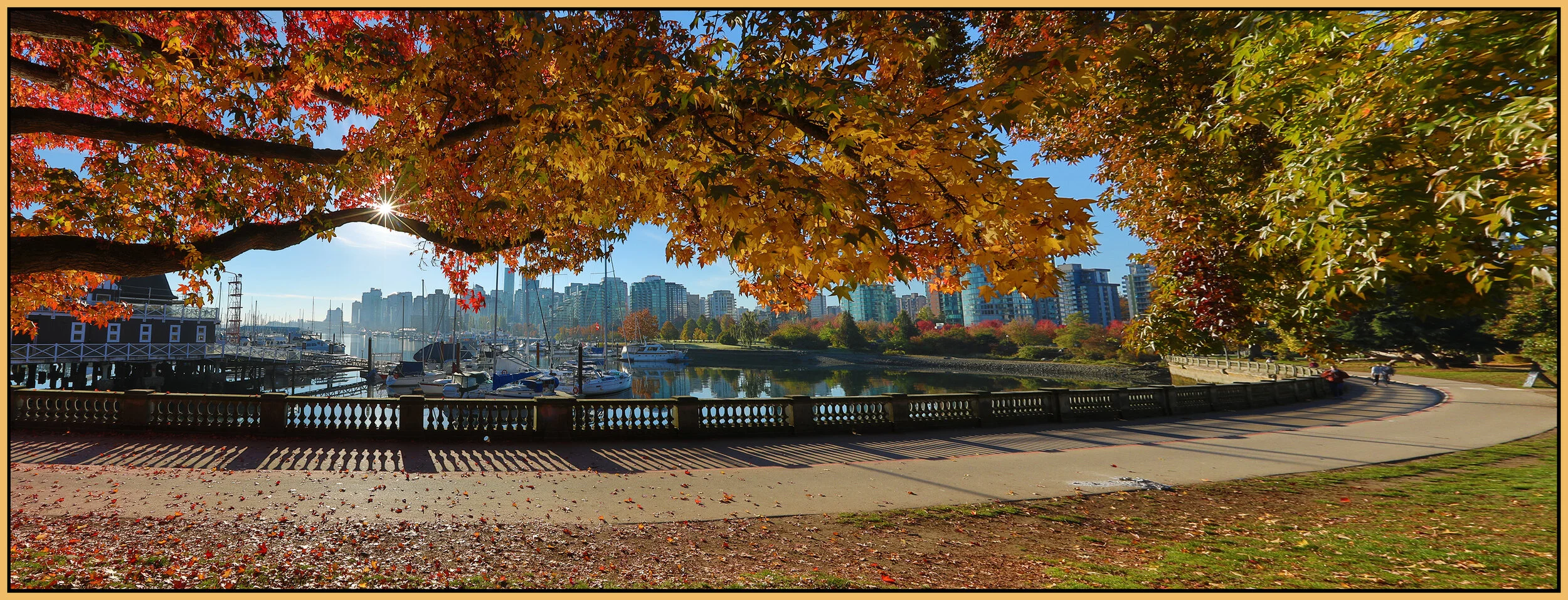 Stanley Pk Tree Vancouver_Oct 17_2018_HDR_Pan_D8876_4x10s.jpg