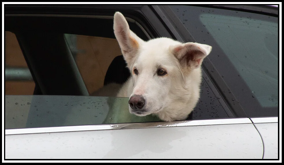 Dog in Car_Oct 24_2018_CR2_A0084_1_2x6s.jpg