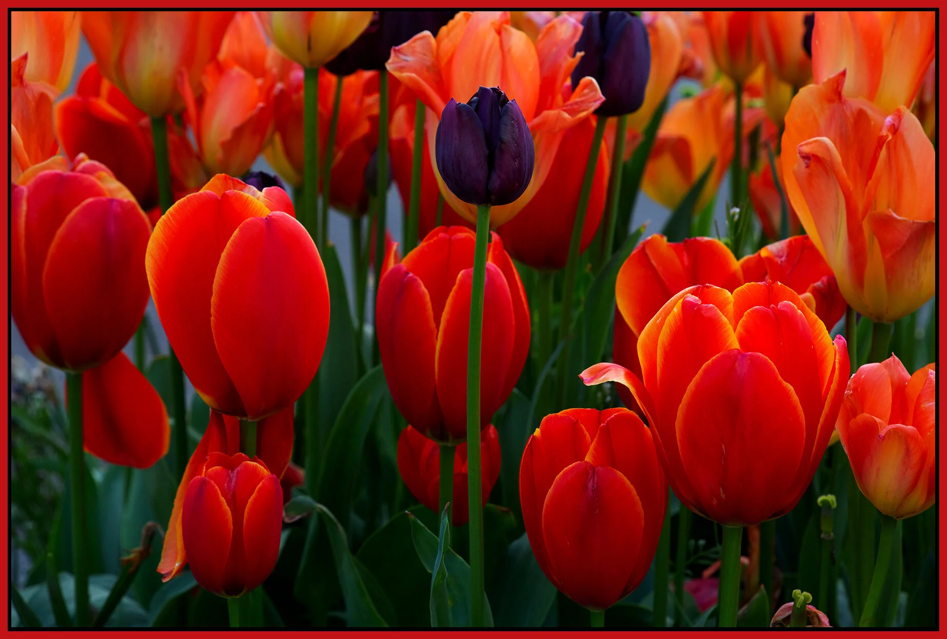Flowers Tulips_May 1_2020_HDR_3B4789_4x6s.jpg