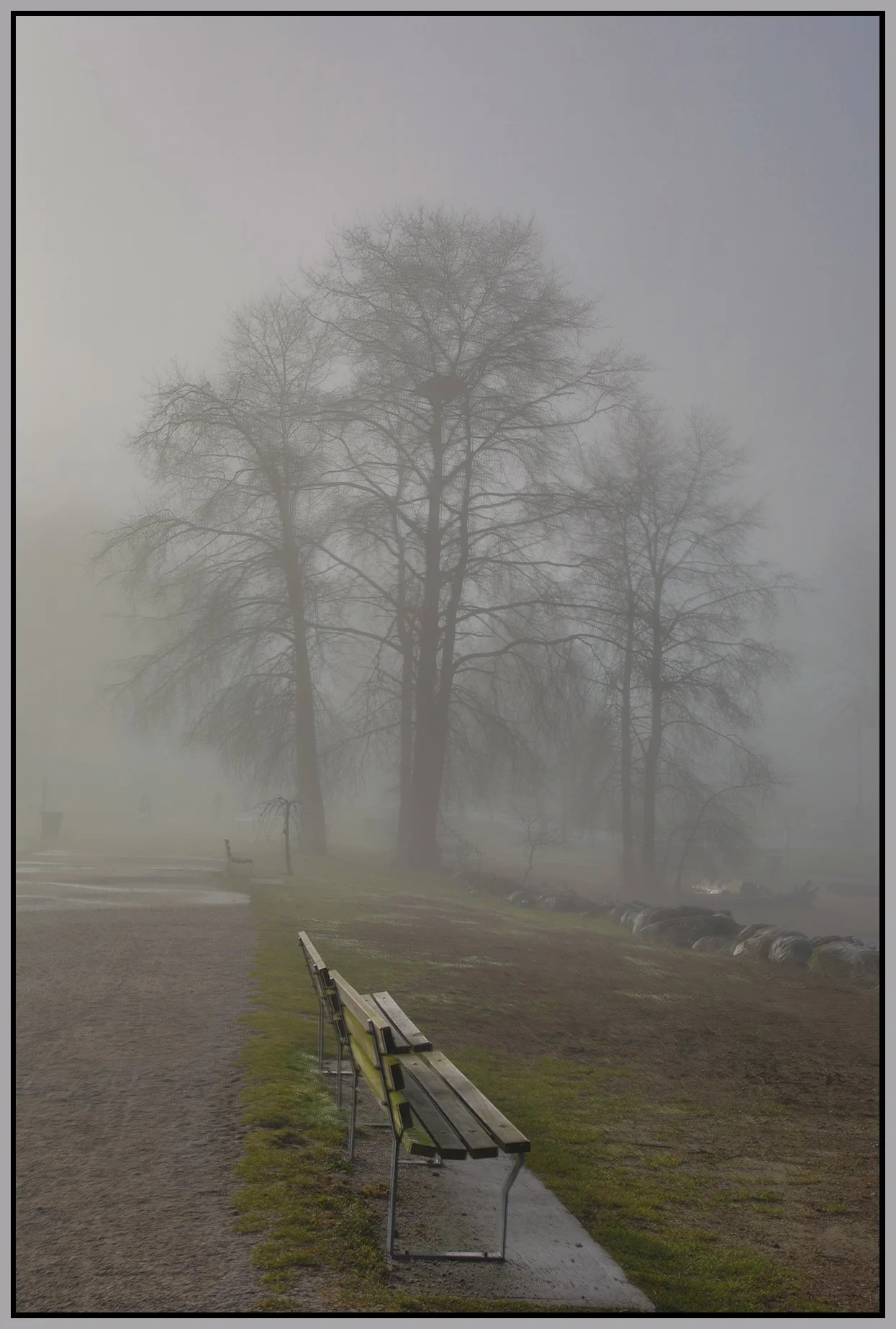Vanier Park Trees in Fog_Jan 21_2026_HDR_5F5707_4x6s.jpg