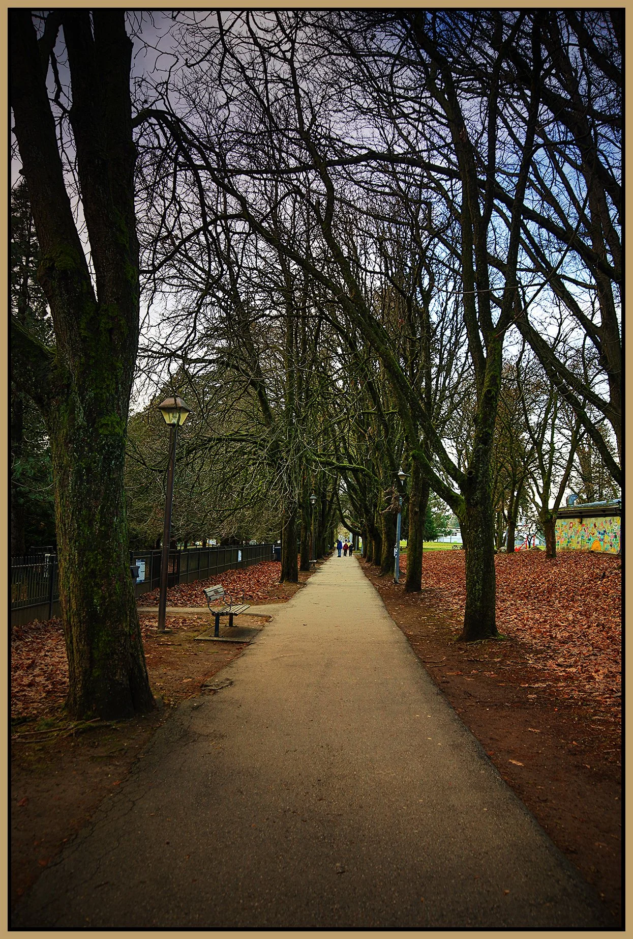 Moody Park Trees_Jan 19_2023_HDR_4H5292_peIntnSunst_4x6s.jpg
