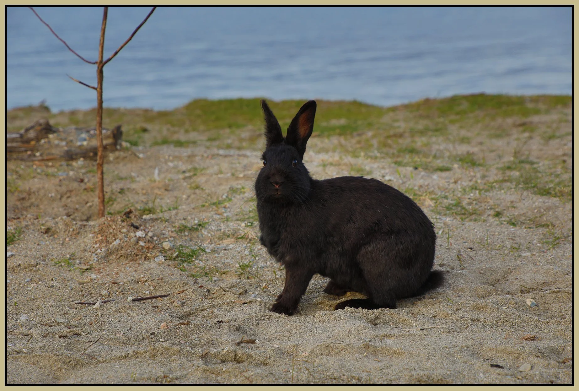 Rabbit in Jericho Pk_Apr 26_2023_HDR_4H6228_4x6s.jpg