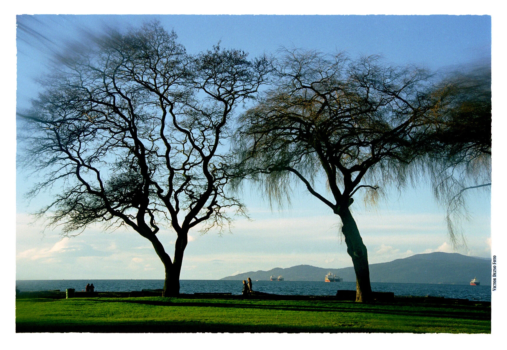 Kits Beach Trees_Nov 12_1997_4x6s.jpg