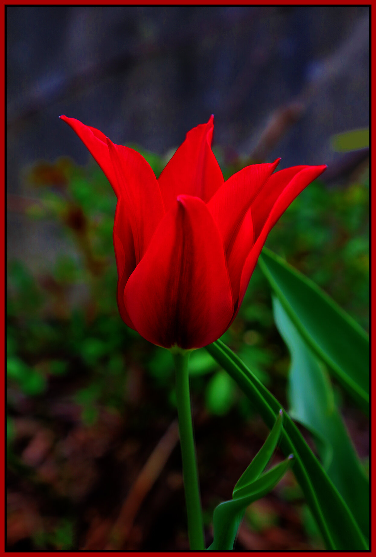 Flowers Tulips_Apr 23_2021_HDR_4G7788_peExpMrg_4x6s.jpg