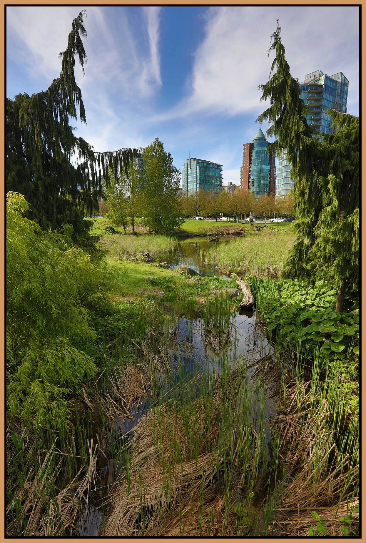 Devonian Park Bullrushes_May 8_2023_HDR_5C8591_4x6s.jpg
