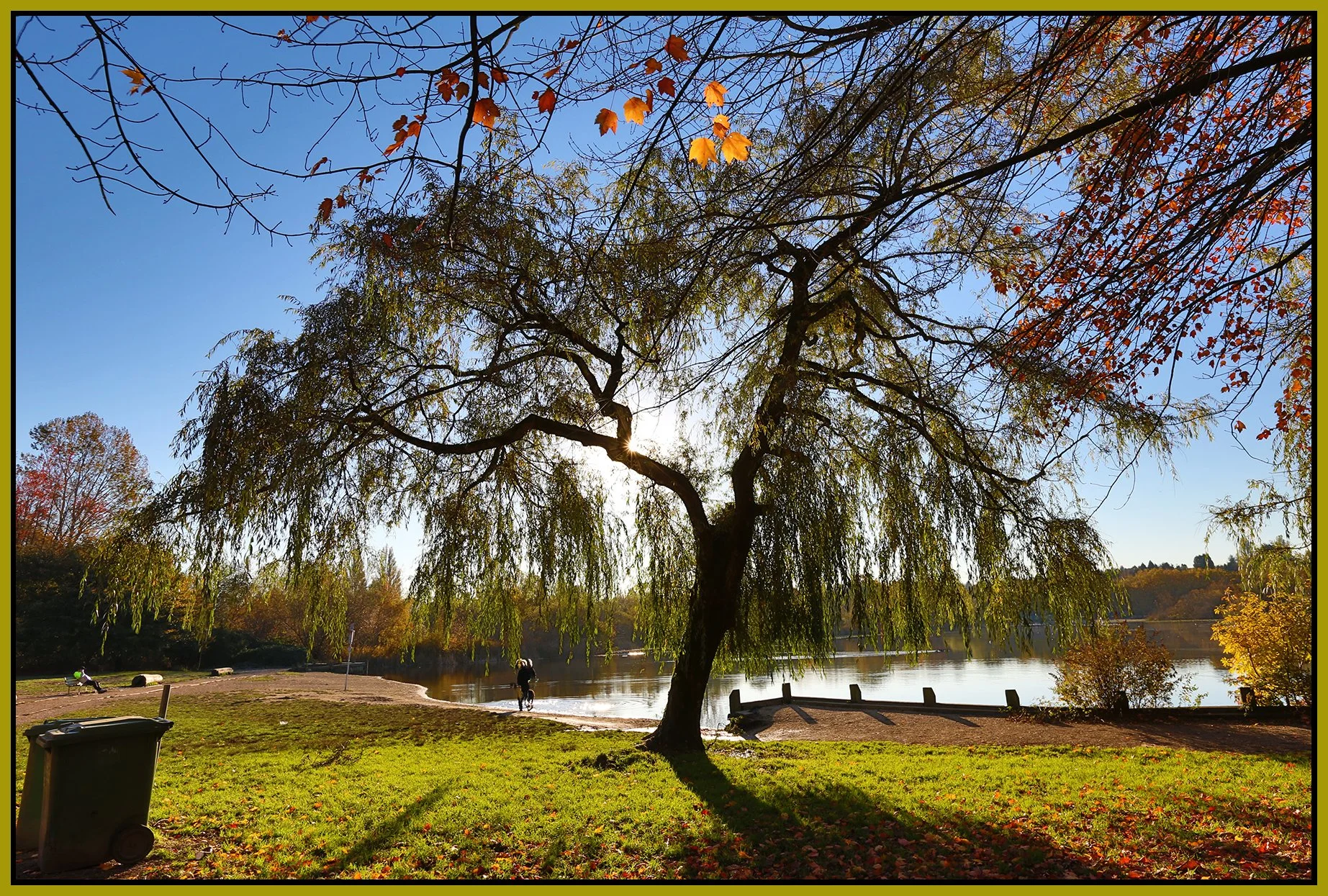 Trout Lake Trees_Nov 12_2014_HDR_F5373_4x6s.jpg