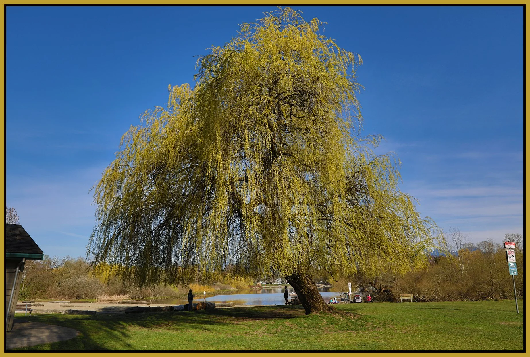 Trout Lake Tree_Apr 9_2020_HDR_F8882_4x6s.jpg