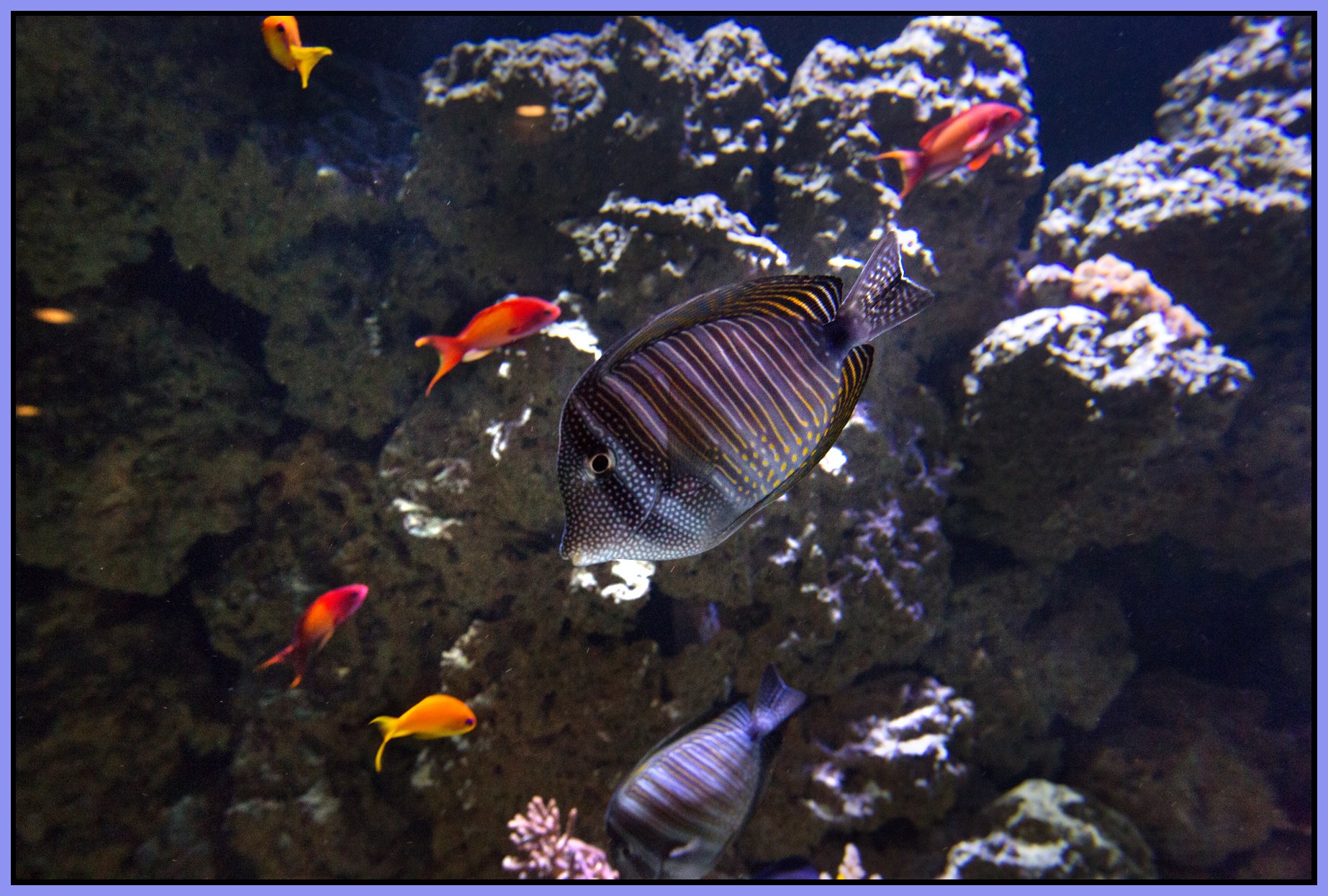 Vancouver Aquarium_Apr 20_2015_CR2_F4900_4x6s.jpg