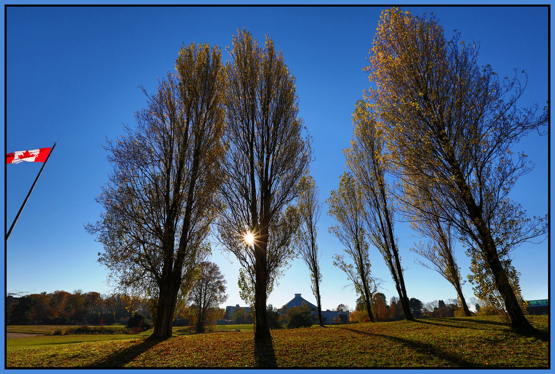 Vanier Pk Trees_Nov 15_2014_HDR_F6145_4x6s.jpg