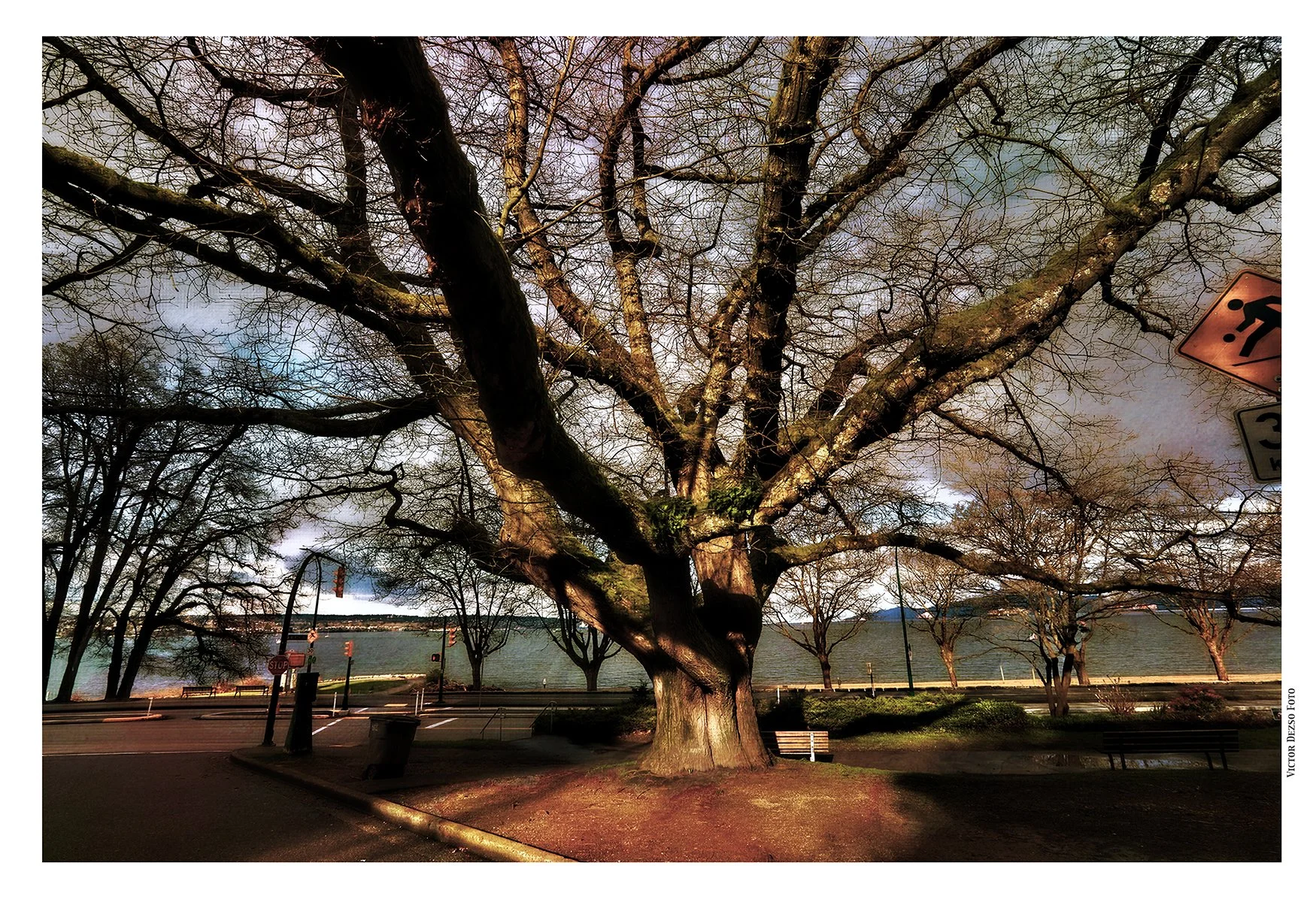 English Bay Tree_Apr 5_2022_HDR_5B1328_peVividAnt_4x6s.jpg