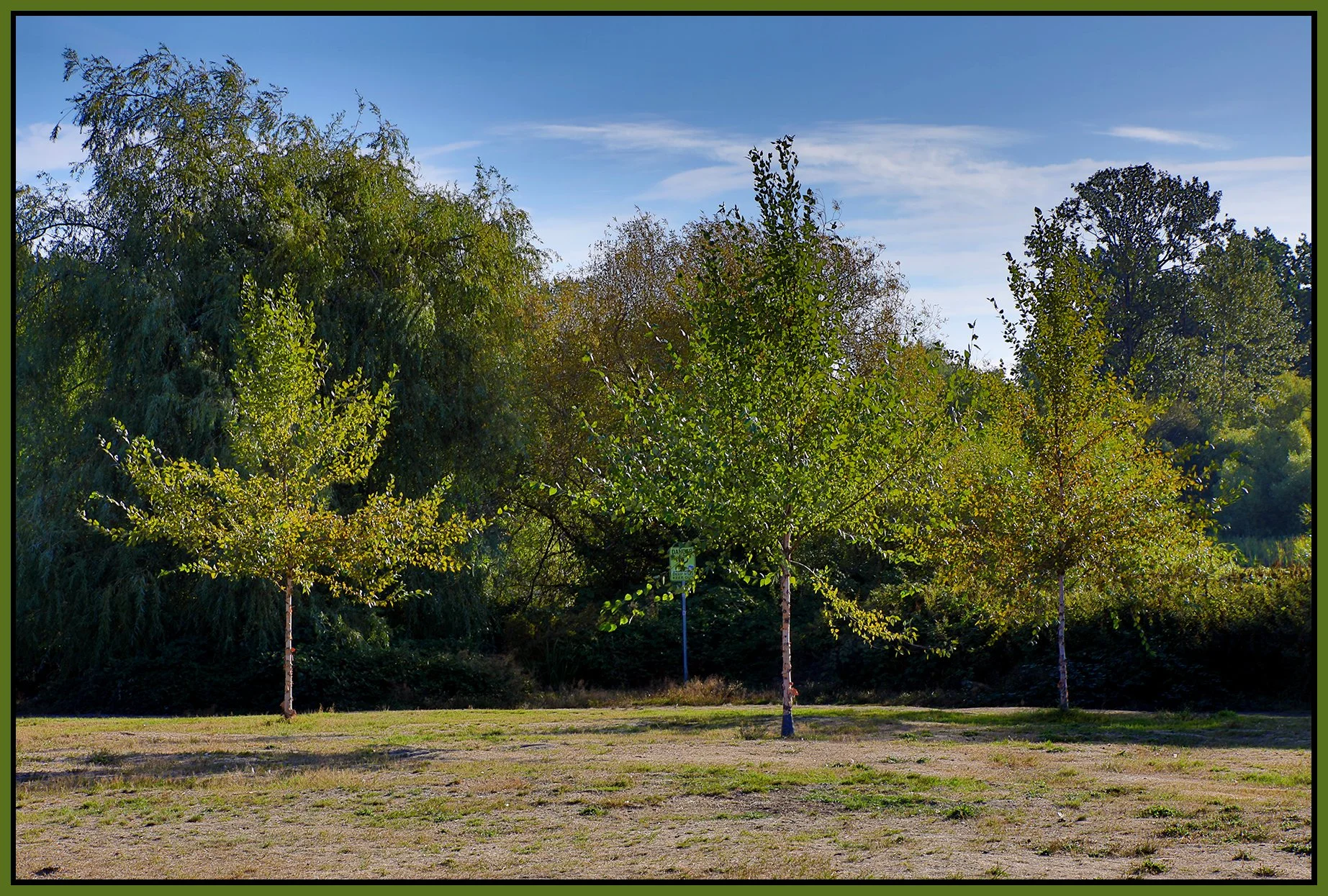 Trout Lake Trees_Sep17_2023_HDR_4H8504_4x6s.jpg