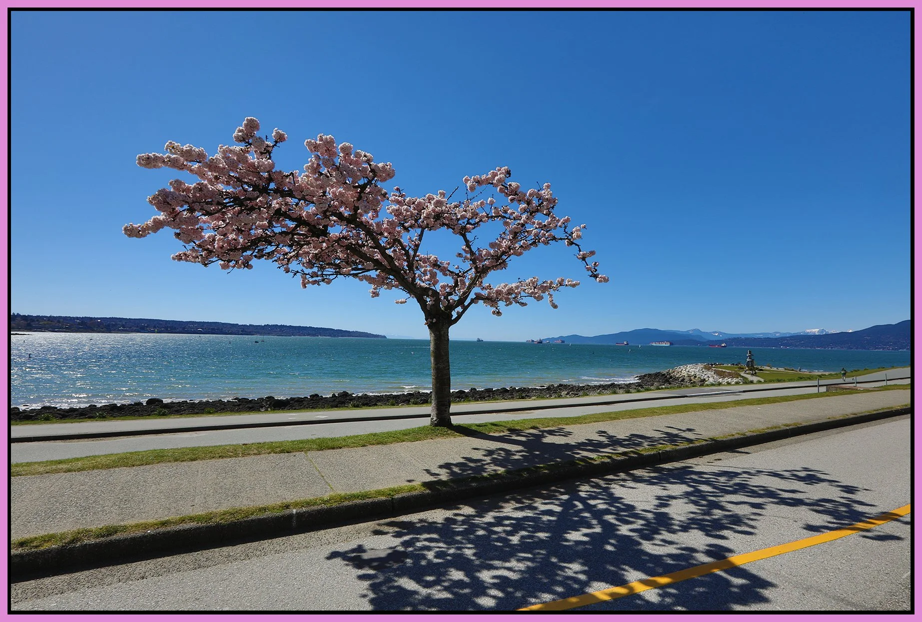 English Bay Tree_Apr 14_2021_HDR_5A8298_4x6s.jpg