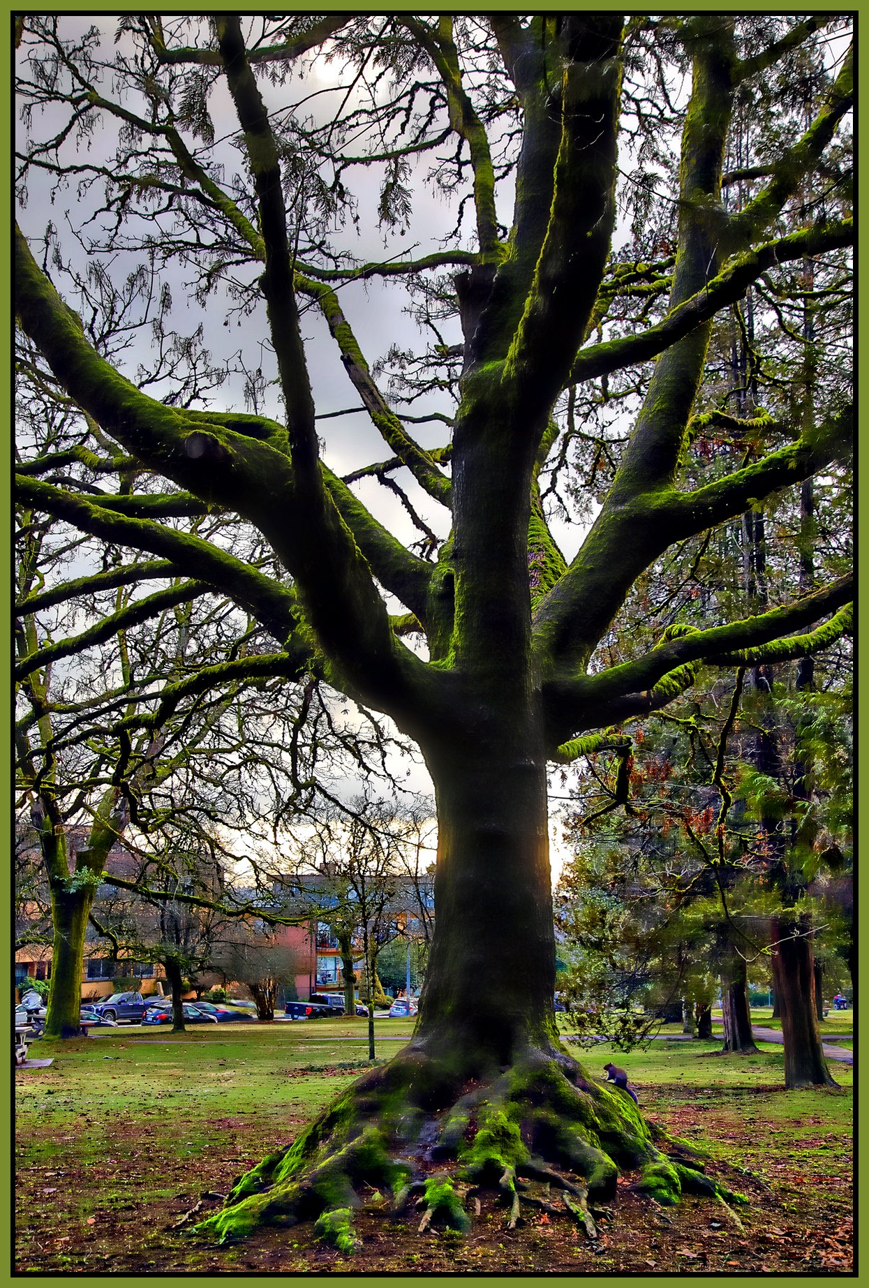 Moody Park Trees_Jan 19_2023_HDR_4H5332_peHdr2013_1_4x6s.jpg