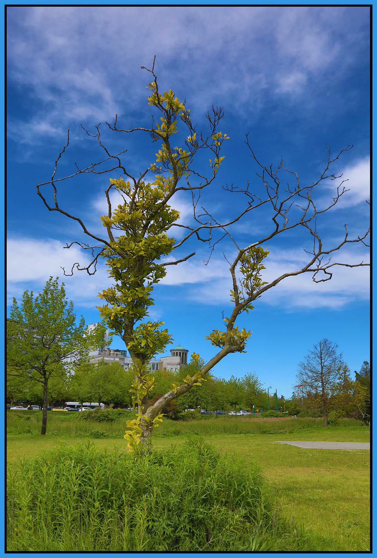 Devonian Park Tree_May 22_2024_HDR_4H9283_4x6s.jpg