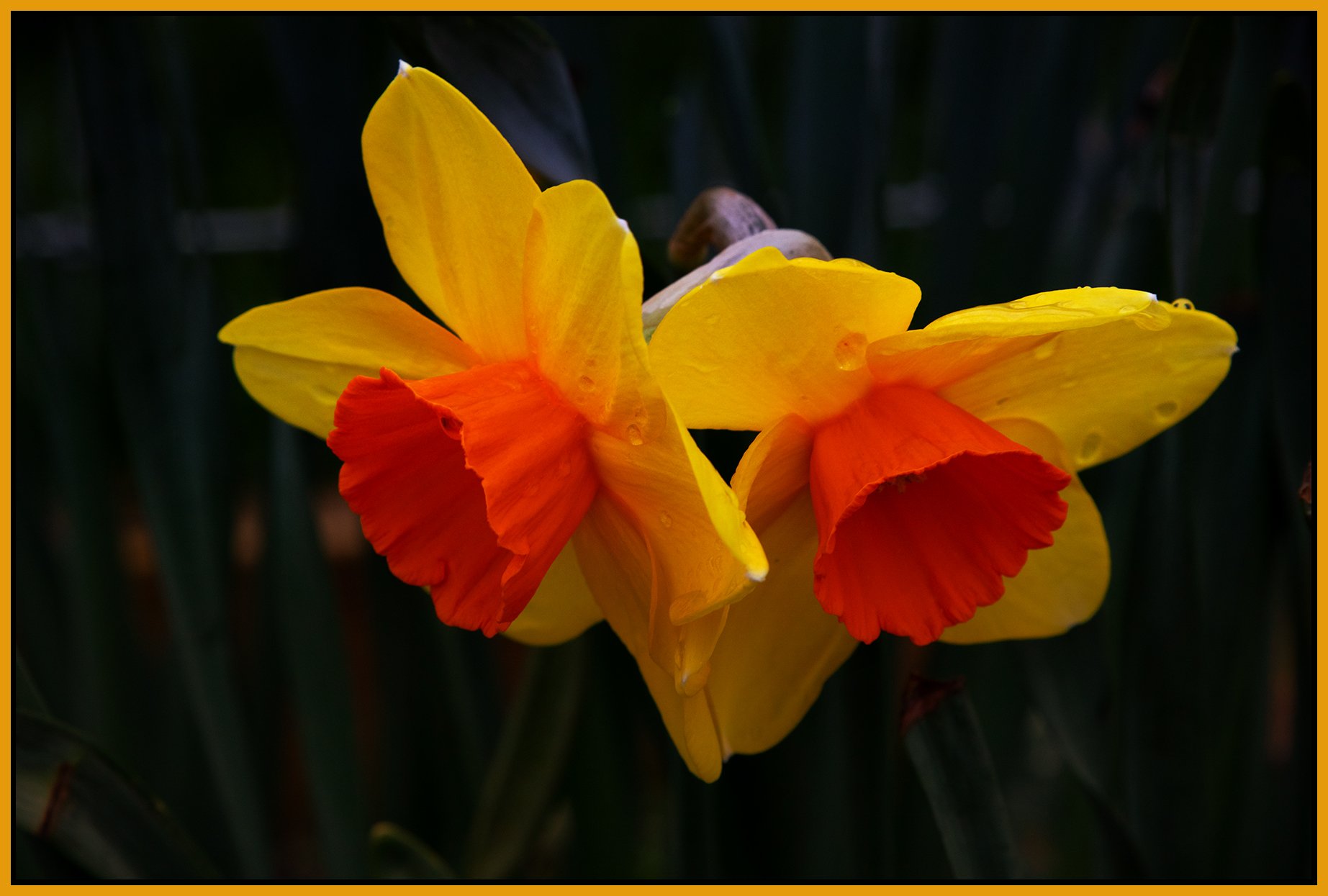 Flowers Daffodils_Apr 3_2022_CR2_5B1245_peS&s_4x6s.jpg