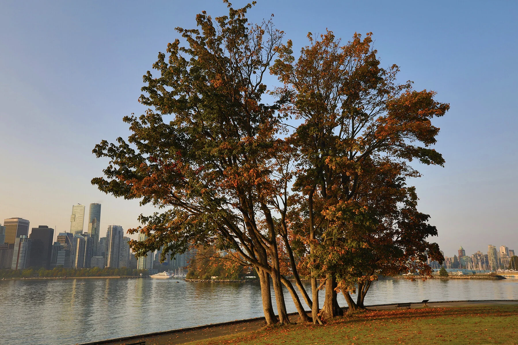 Vancouver from Stanley Pk_Oct 2_2020_HDR_4G6311_4x6.jpg