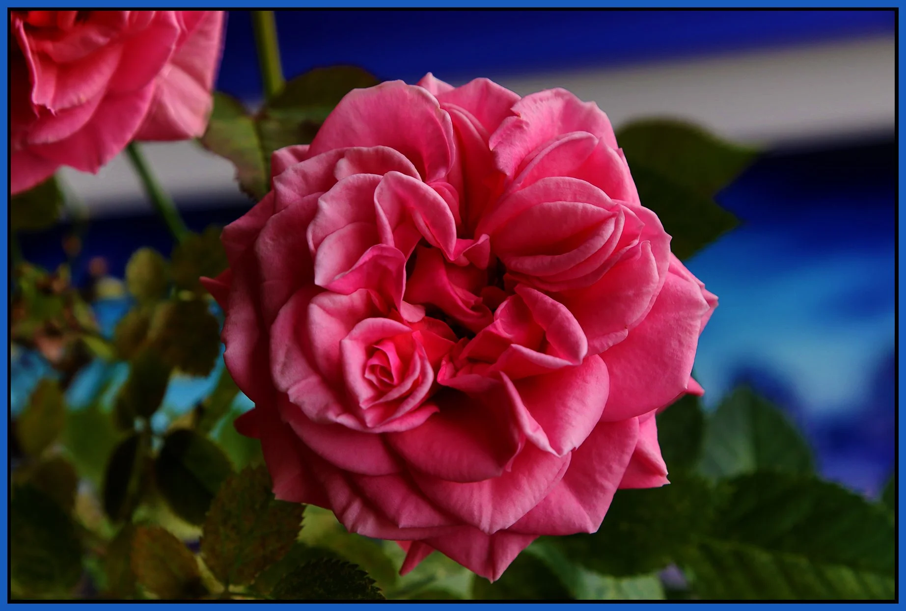 Flowers Rose_May 4_2022_HDR_4G8989_1_4x6s.jpg