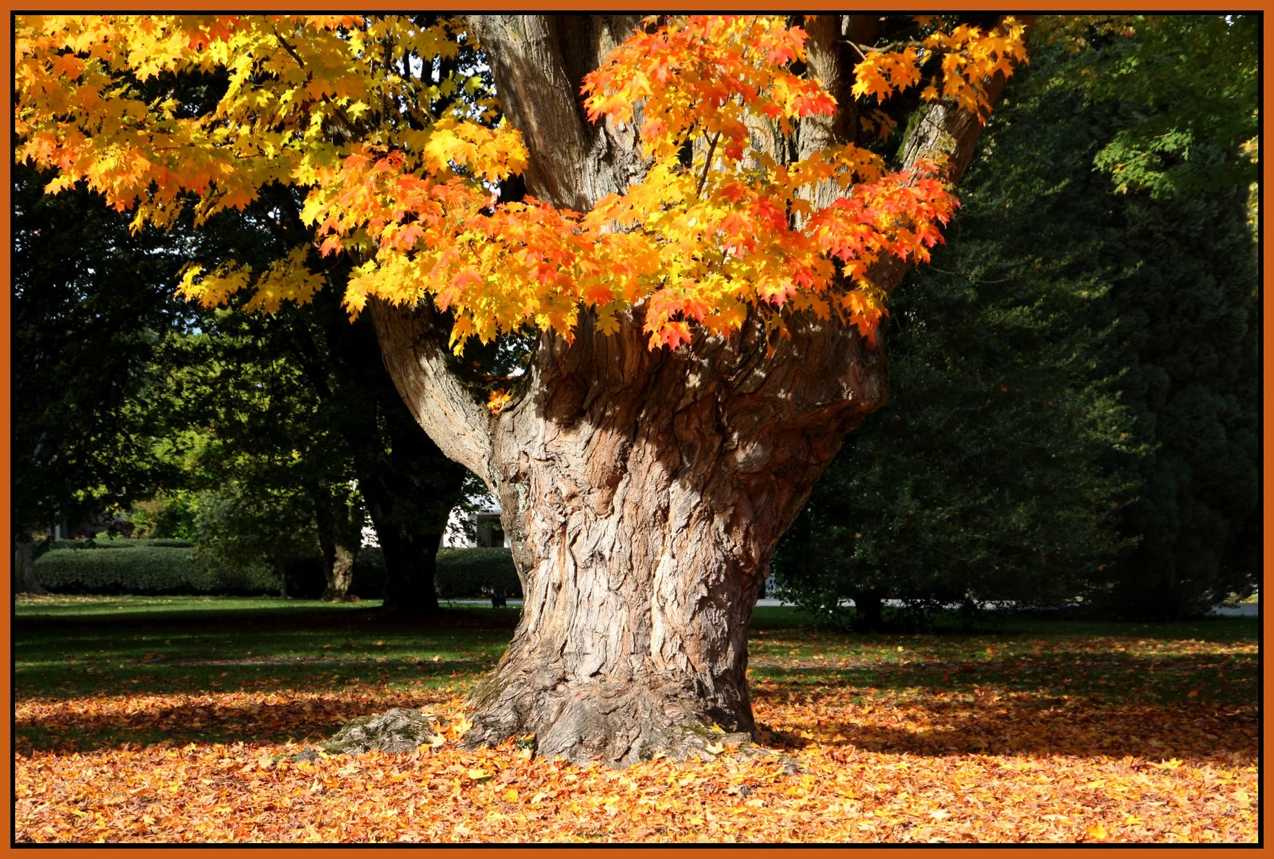 Fall Leaves Shaugnessy_Oct 2008_9911_2_4x6s.jpg