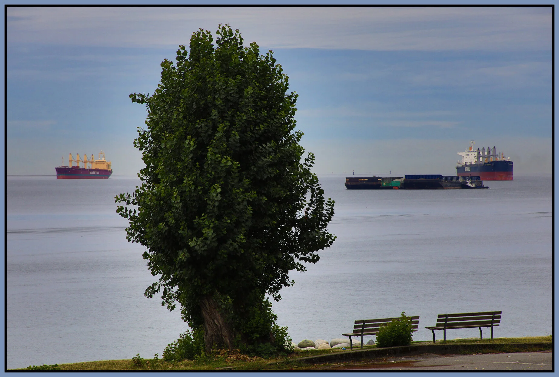 English Bay Tree_Sep 4_2021_HDR_5A1446_4x6s.jpg