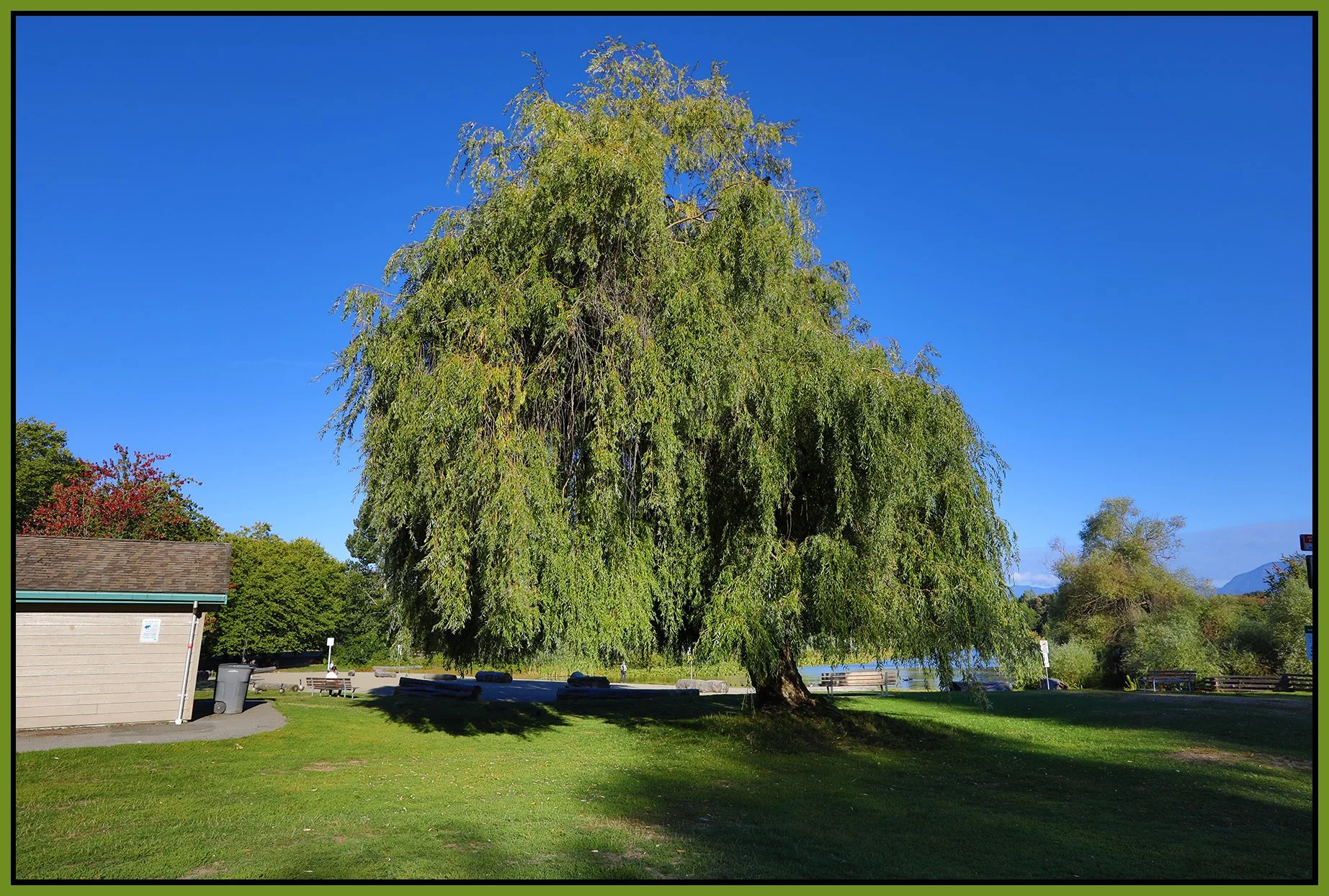 Trout Lake Tree_Sep 17_2023_HDR_5C6266_4x6s.jpg