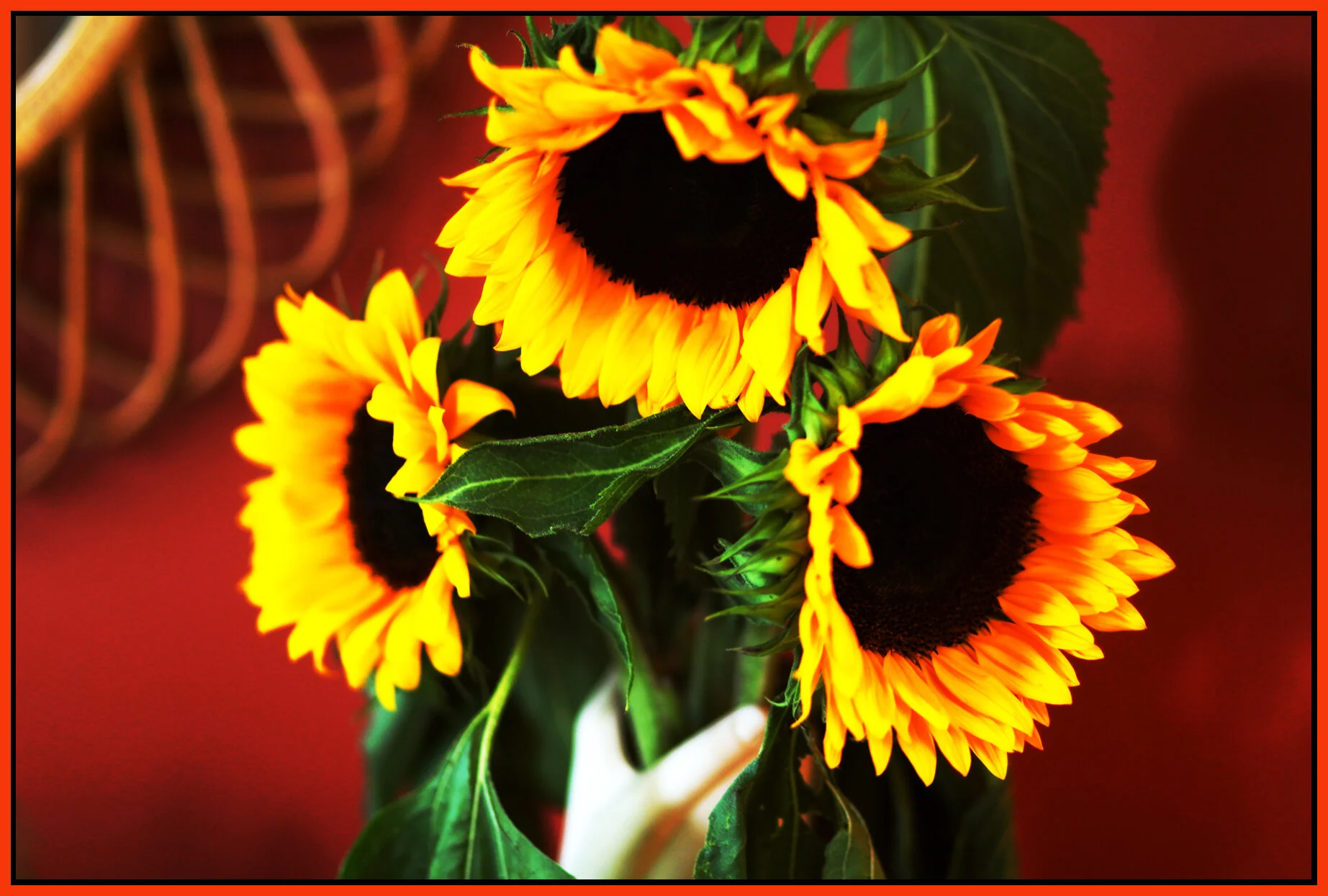 Flowers_Aug 23_09_7620_1_4x6s.jpg