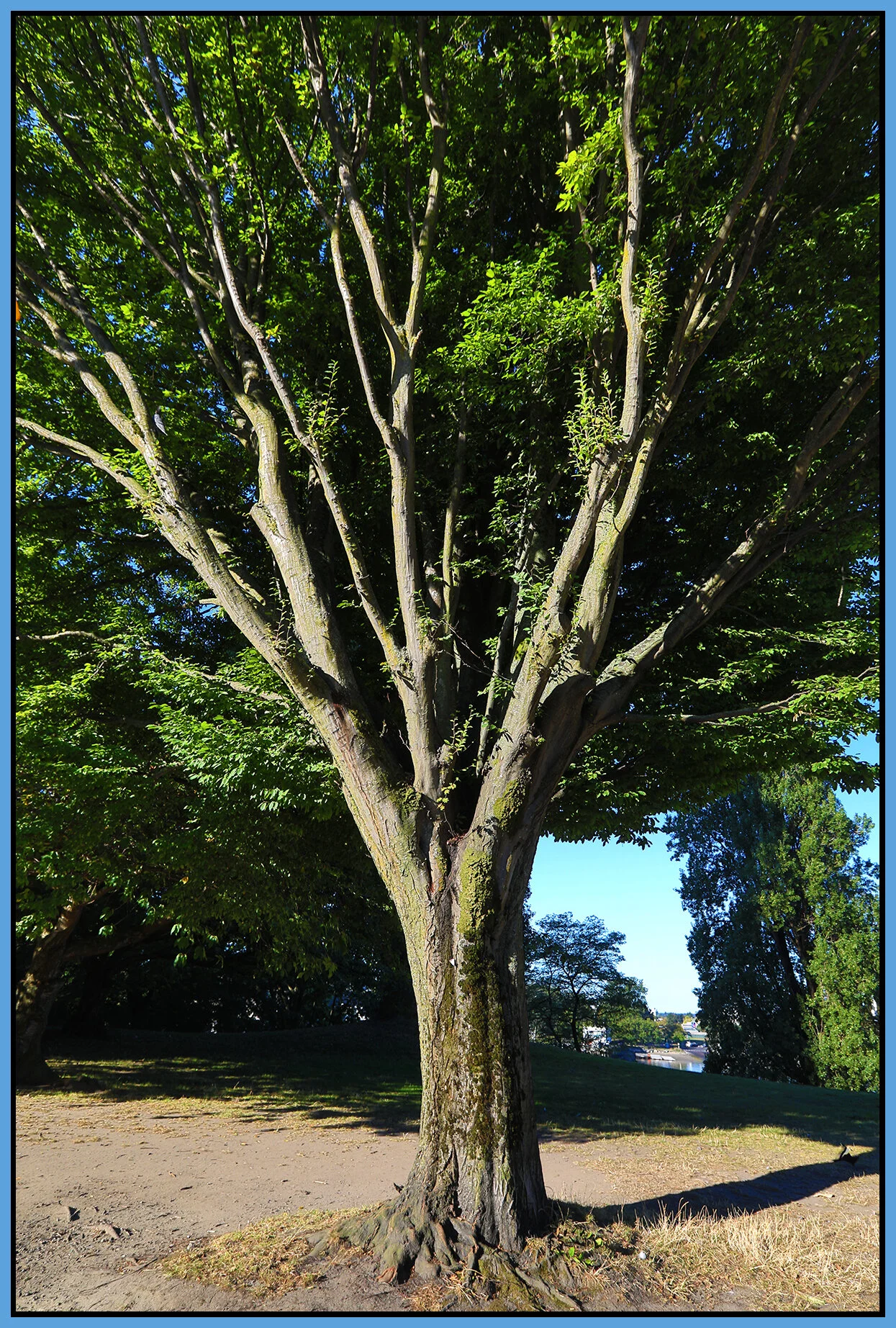 Beach Ave Trees_Sep 10_2020_HDR_4G6673_4x6s.jpg