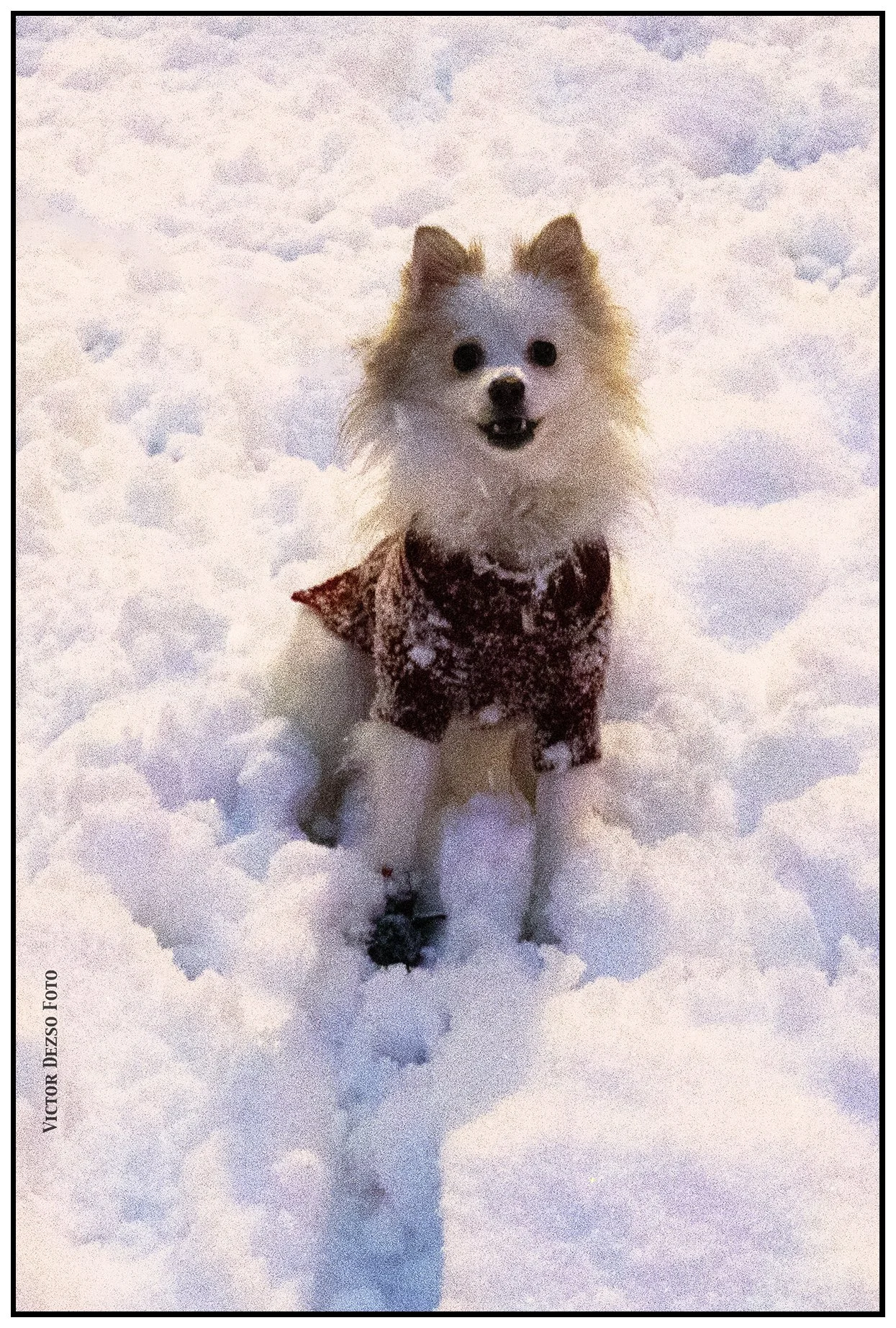 Lilly in the Snow_Jan 17_2024_CR2_4H0974_4x6s.jpg