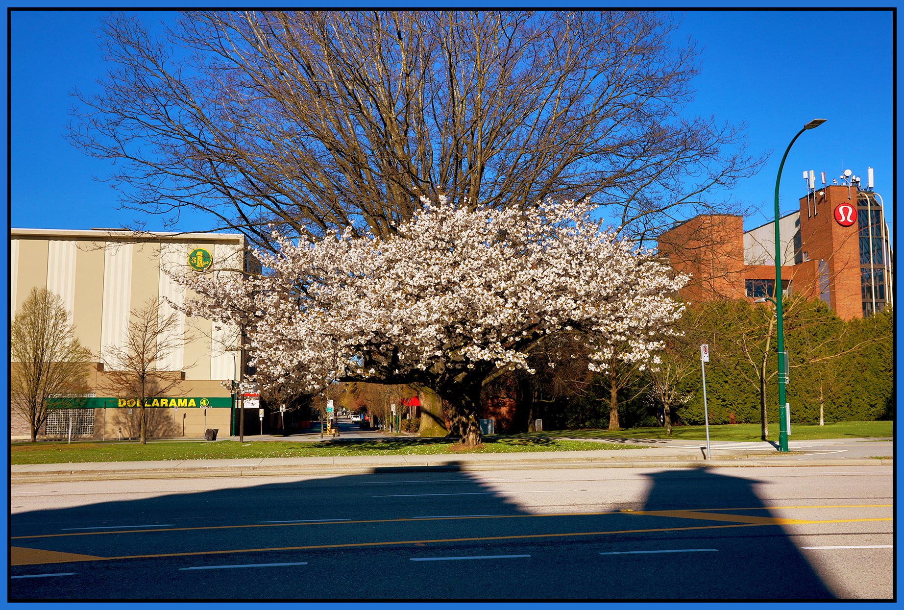 Seaforth Peace Park Trees_Mar 31_2024_HDR_4H6254_peFbColBalDehaze_4x6s.jpg