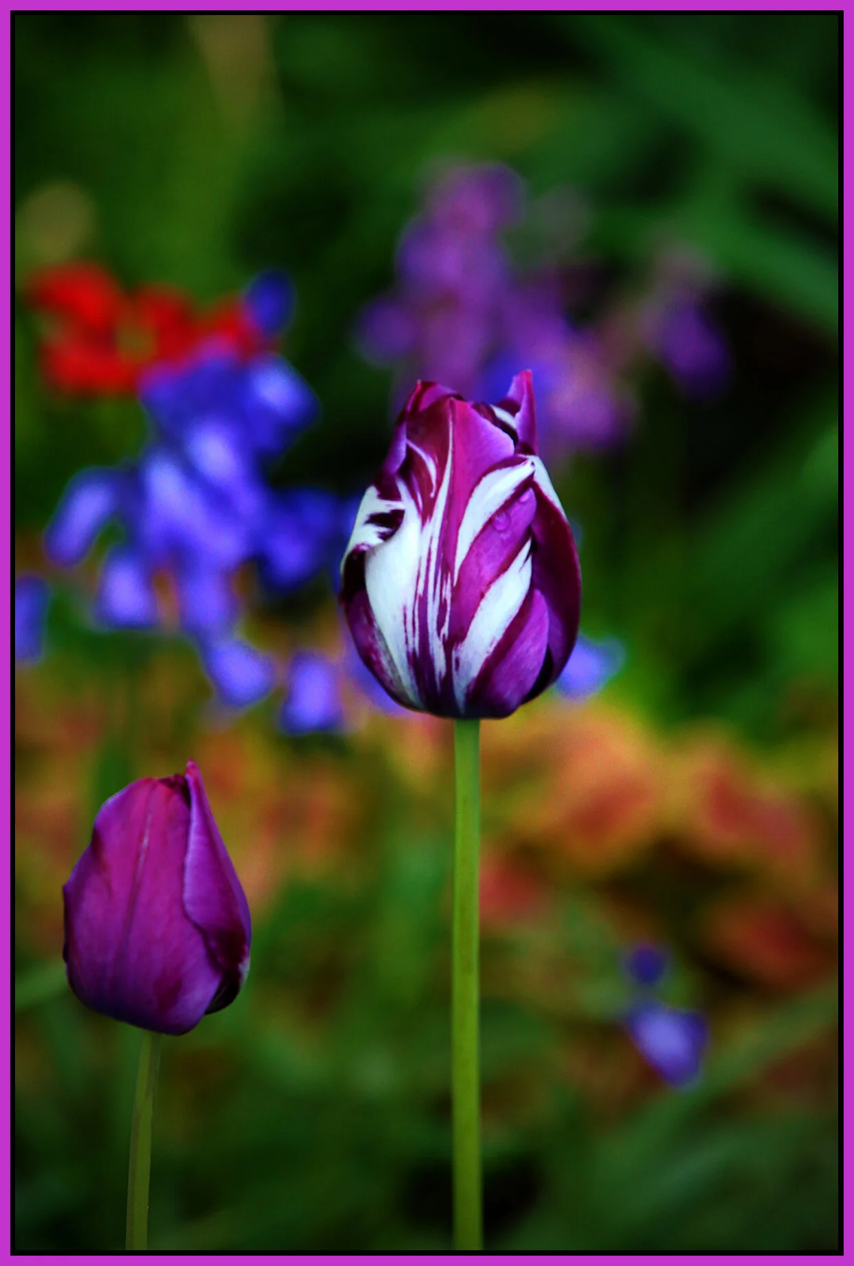 Flowers Tulips_May 2_2020_HDR_3B4944_peIntense_4x6s.jpg
