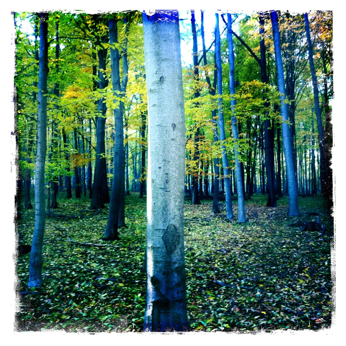Hungary Trees Oct 2011_1281_4x4.jpg