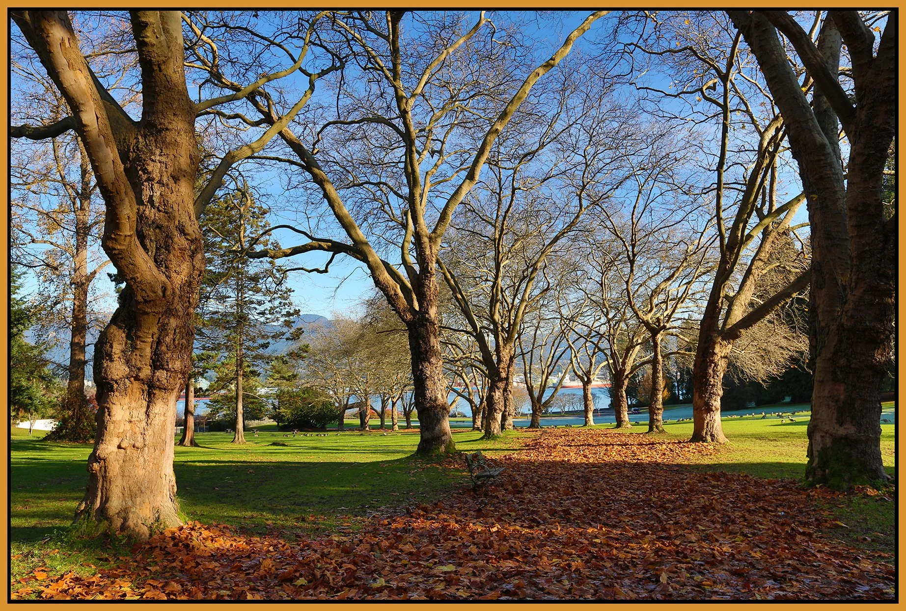 Stanley Park Trees_Nov 20_2015_HDR_H4498_4x6s.jpg
