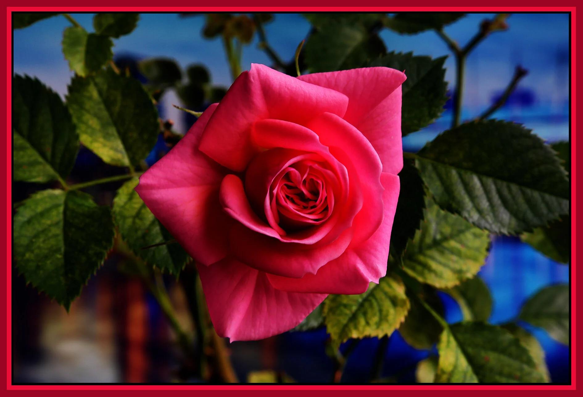 Flowers Rose_Apr 29_2021_HDR_4G8012_peCntrst_4x6s.jpg