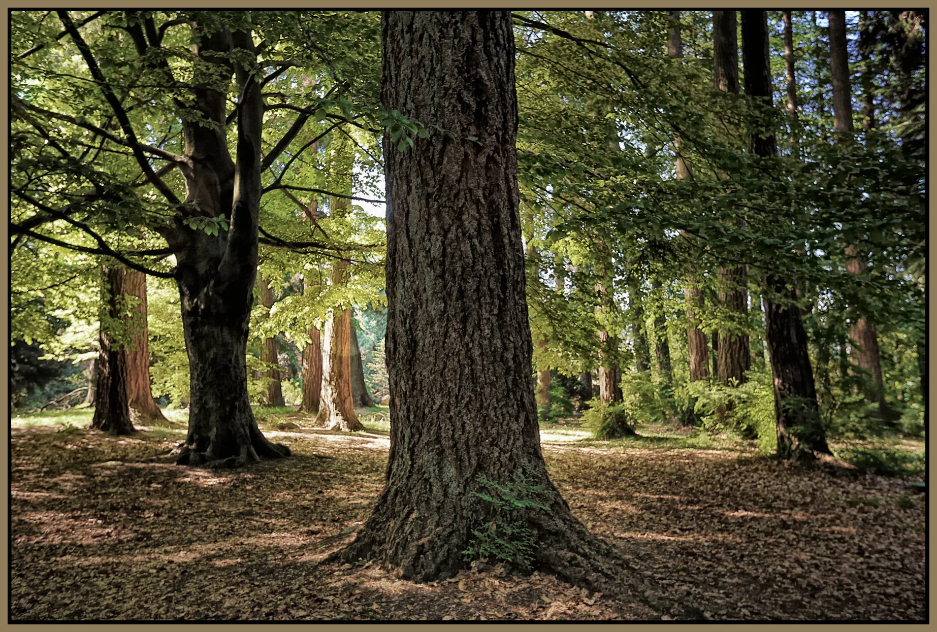 Stanley Pk Trees_May 2_2016_HDR_K0144_peBokelosatSelina_4x6s.jpg