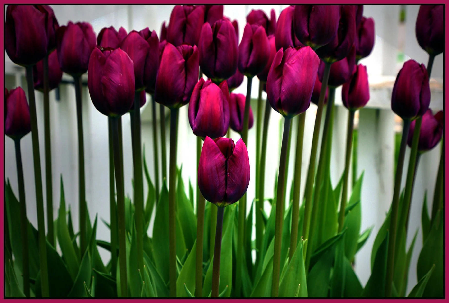 Flowers Tulips_May 4_2022_HDR_4G9013_peDrkImpct_4x6s.jpg