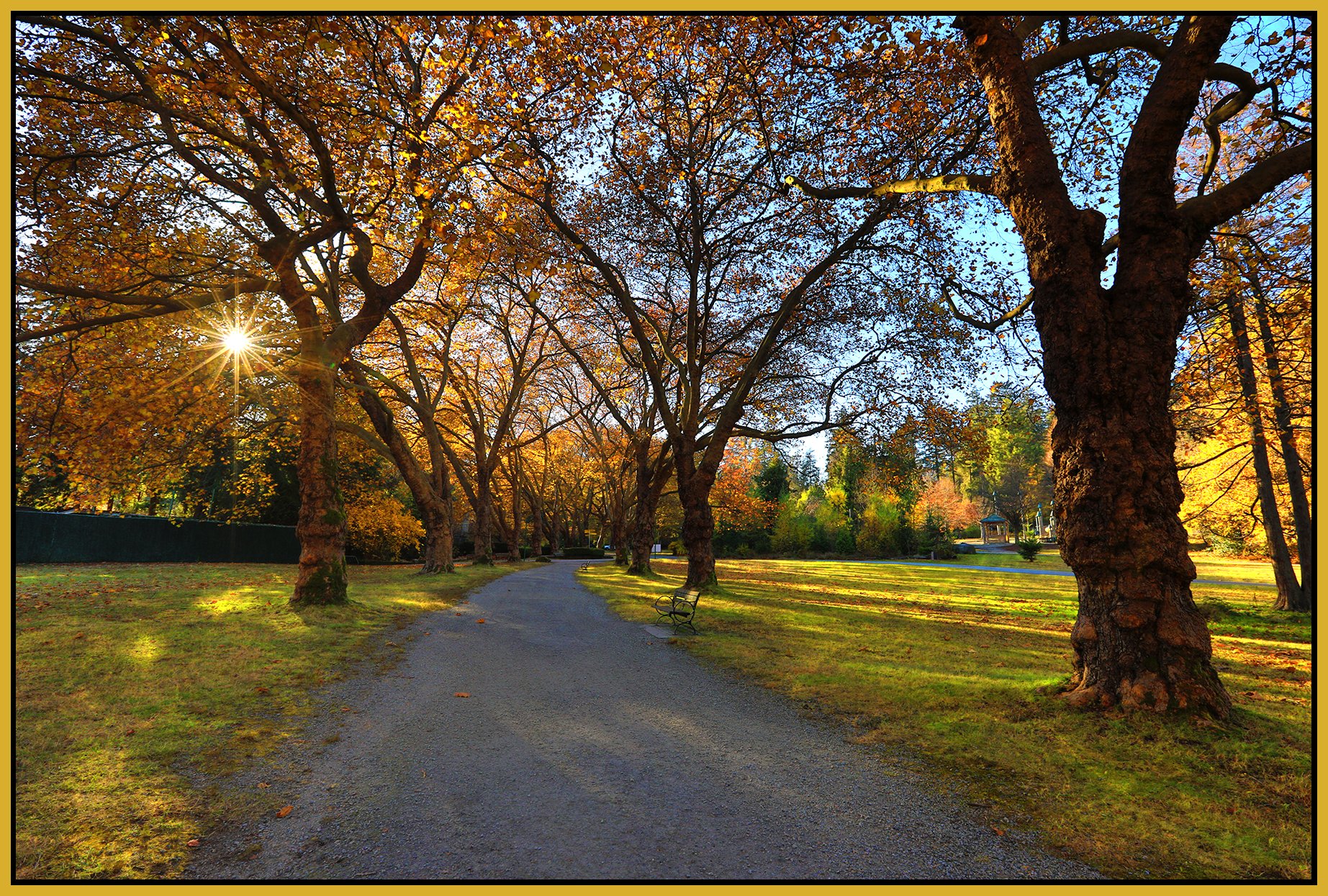 Stanley Pk Trees_Nov 18_2022_HDR_5C6958_peUrV_4x6s.jpg