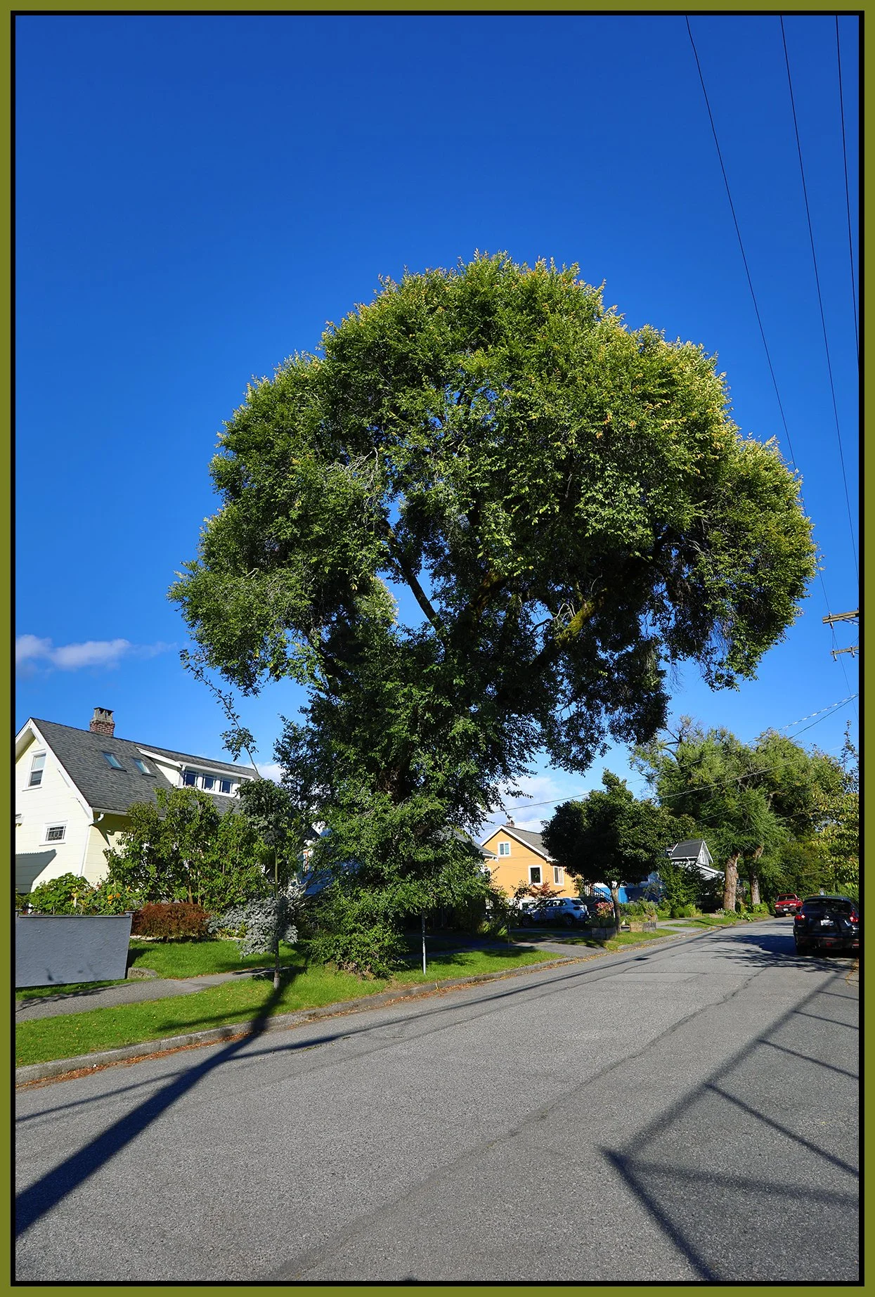 2115 Turner St Tree_Sep 29_2024_HDR_5E1618_4x6s.jpg