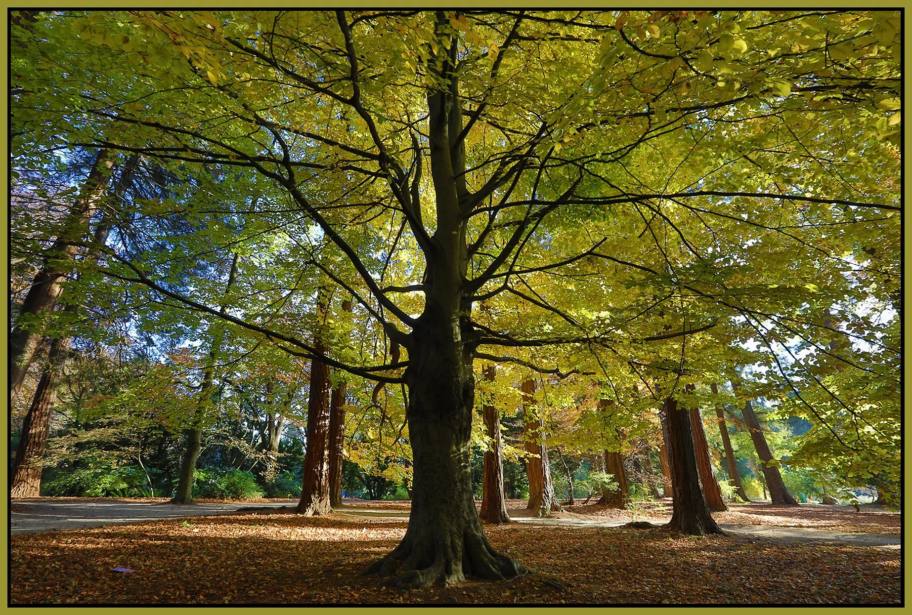 Stanley Pk Trees_Nov 18_2022_HDR_5C7022_4x6s.jpg
