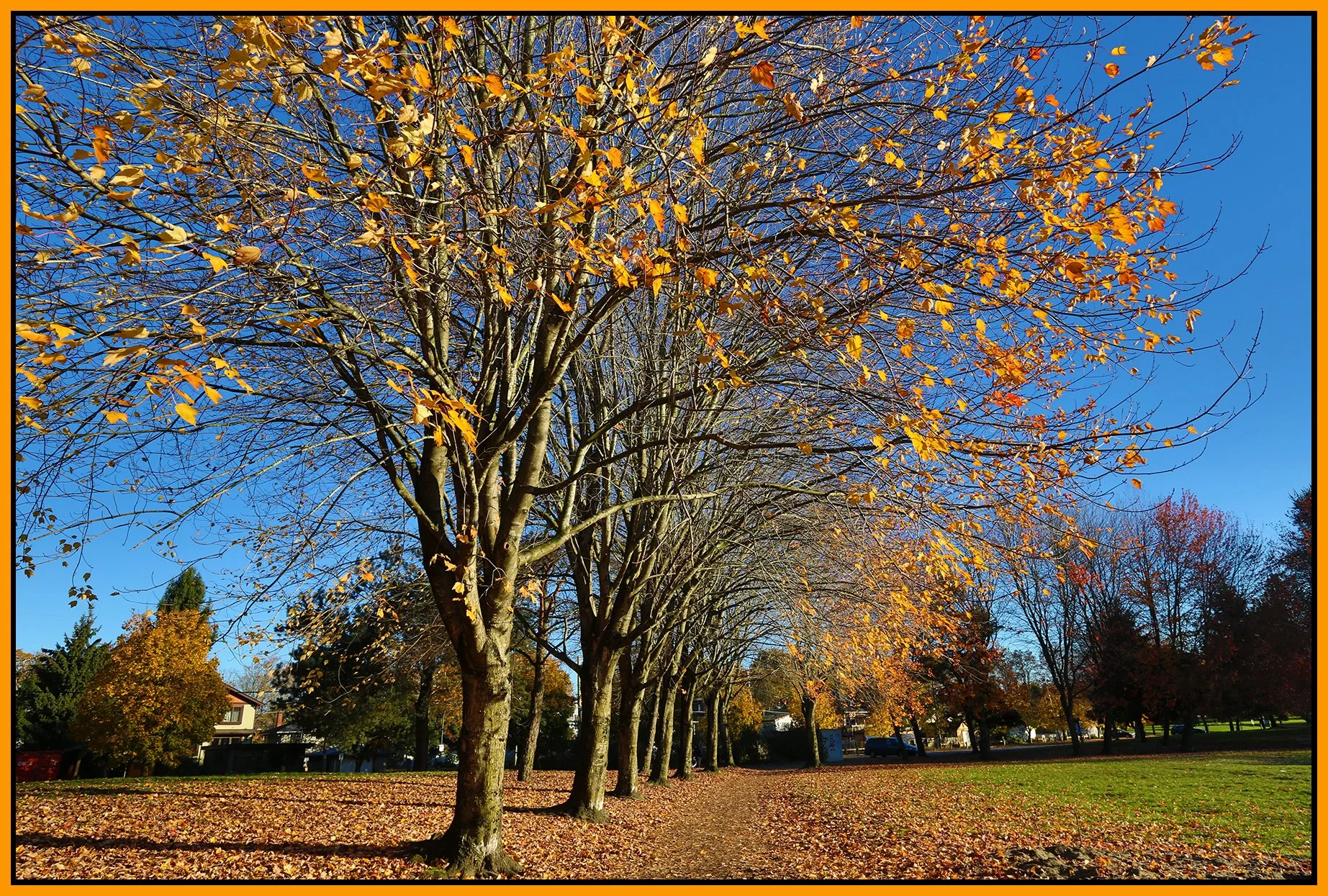 Trout Lake Trees_Nov 12_2014_HDR_F5377_4x6s.jpg
