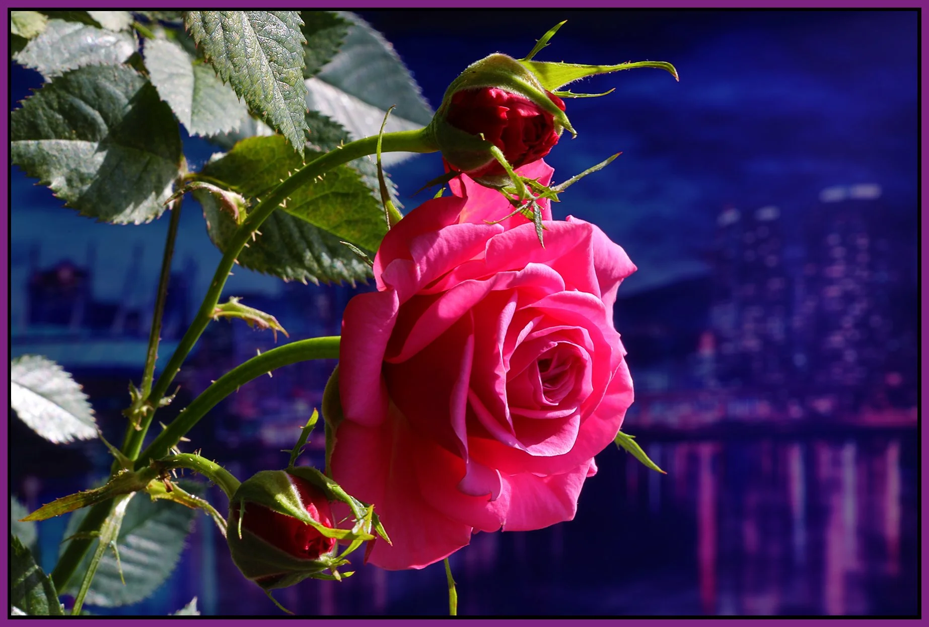 Flowers Roses_Apr 17_2022_HDR_4G8325_4x6s.jpg