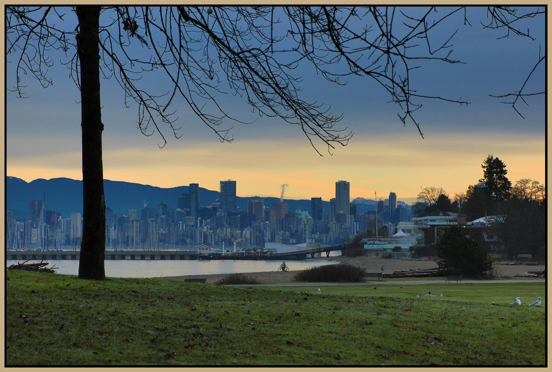 Jericho Beach Park Tree_Feb 4_2026_HDR_5F5895_4x6s.jpg