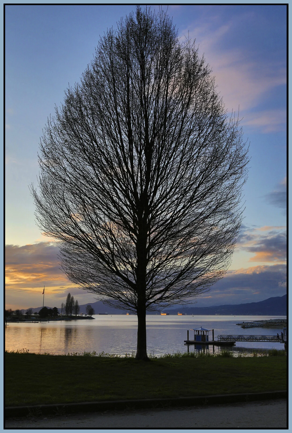 English Bay Tree_Mar 30_2014_HDR_E8624_4x6s.jpg