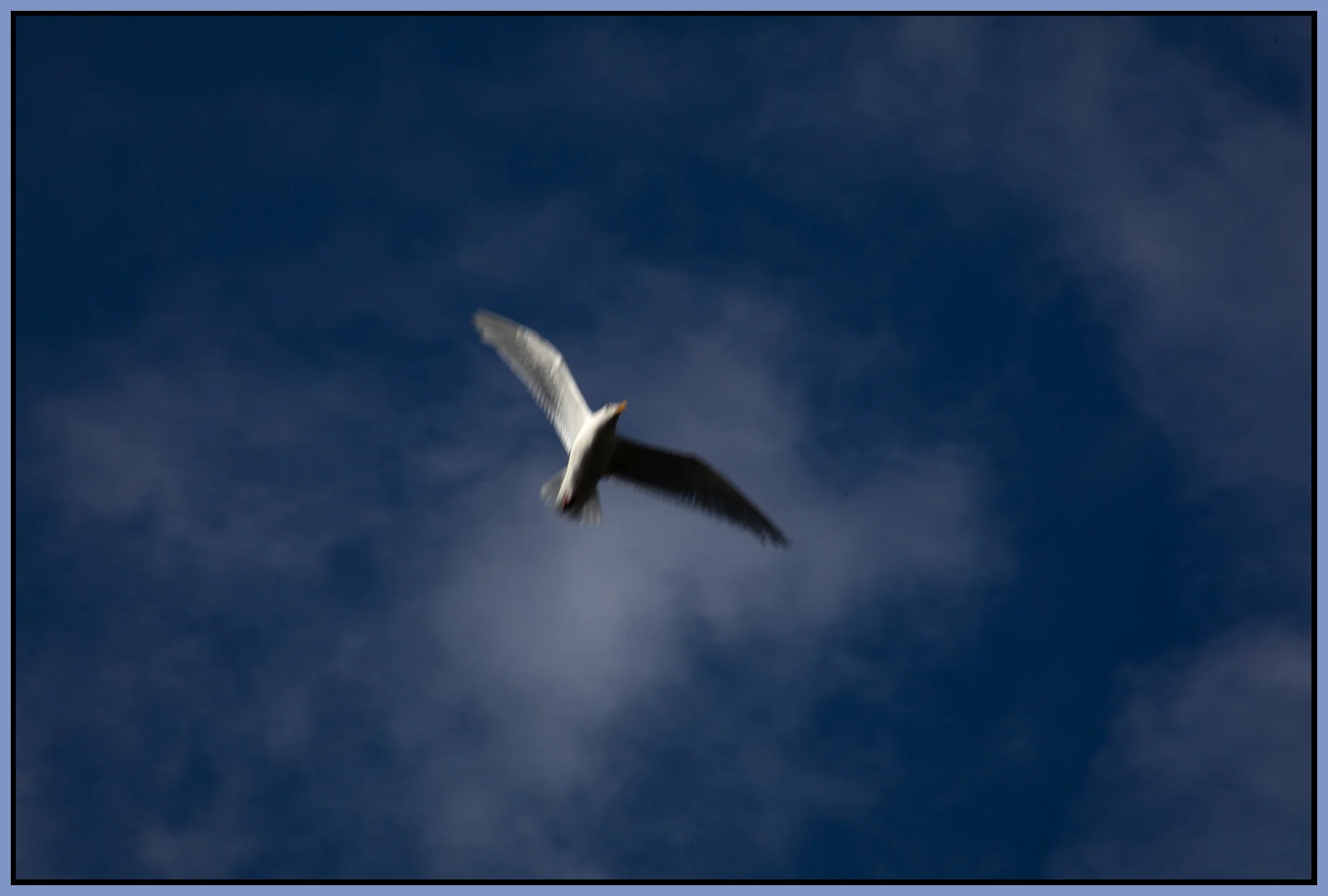 Seagull_Jul 15_2021_CR2_4G0417_4x6s.jpg