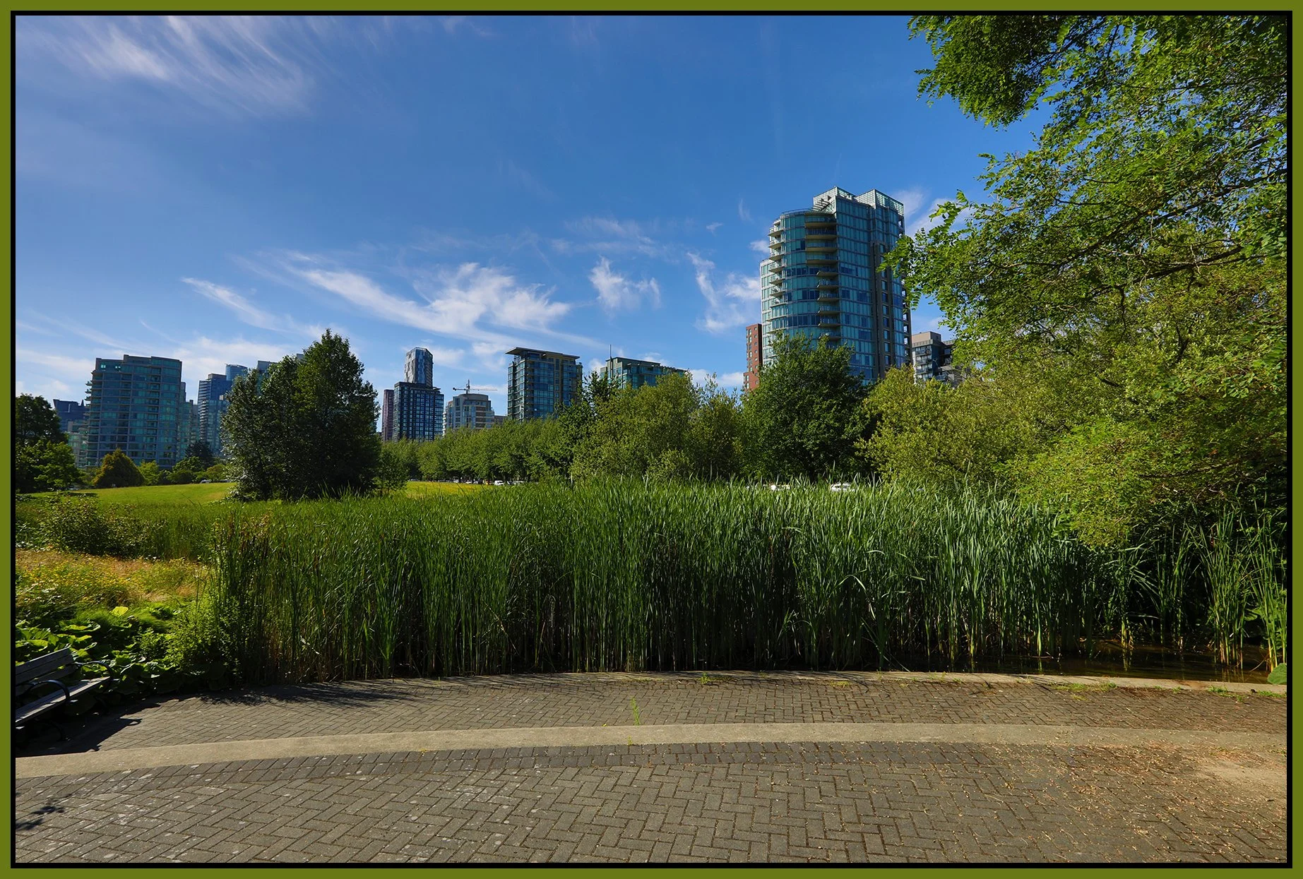 Devonian Pk Bullrushes_Jul 21_2022_HDR_5B2685_4x6s.jpg