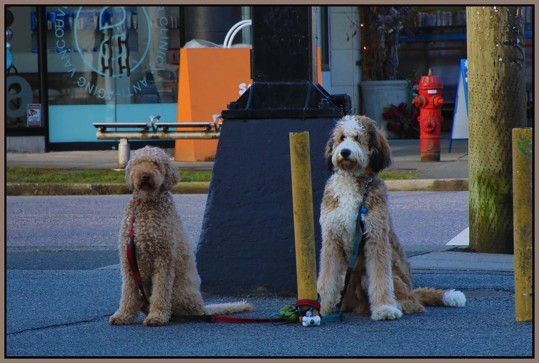 Dogs on 4th Ave_Feb 20_2022_HDR_5A9483_4x6s.jpg