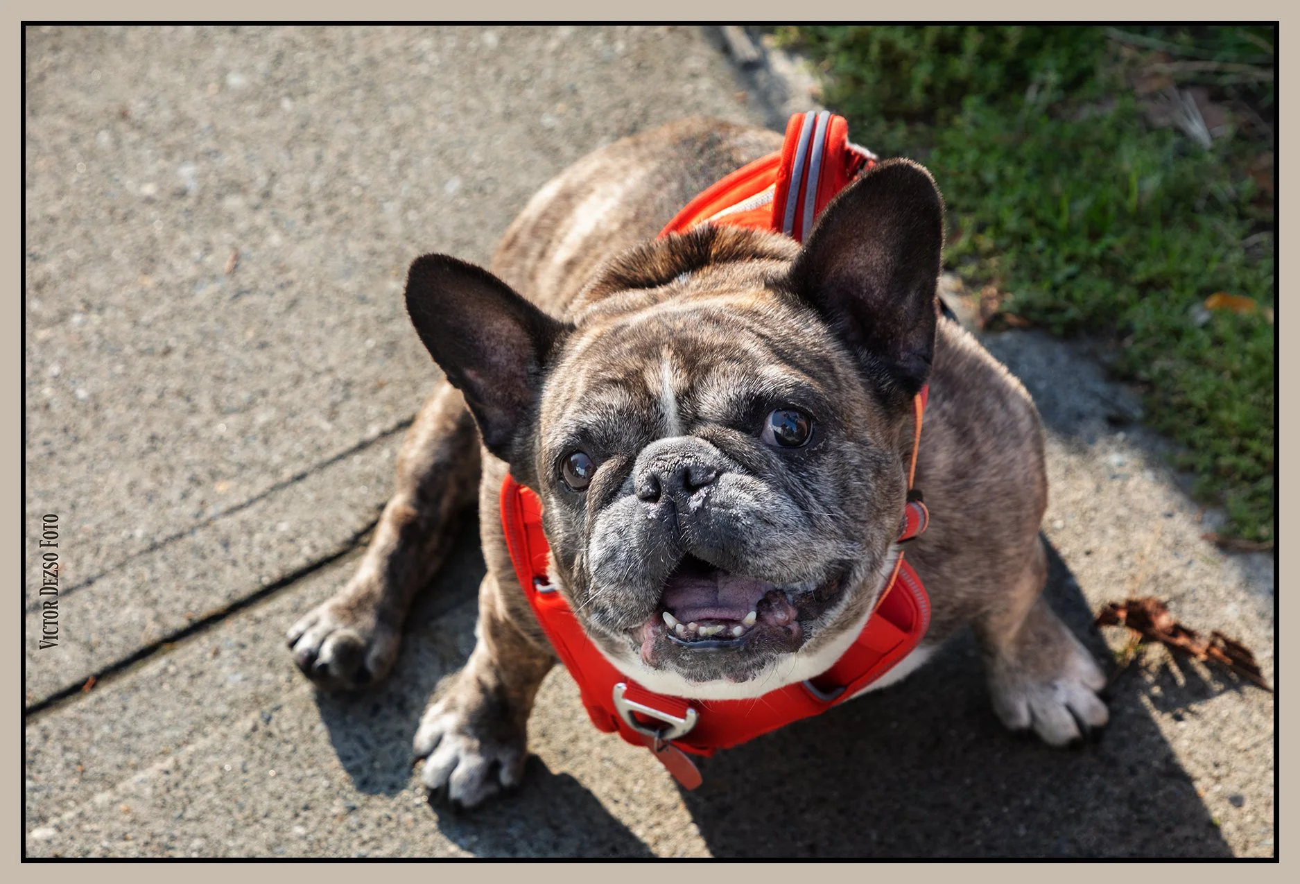 Lucy_Sep 28_2023_CR2_4H8605_4x6s.jpg