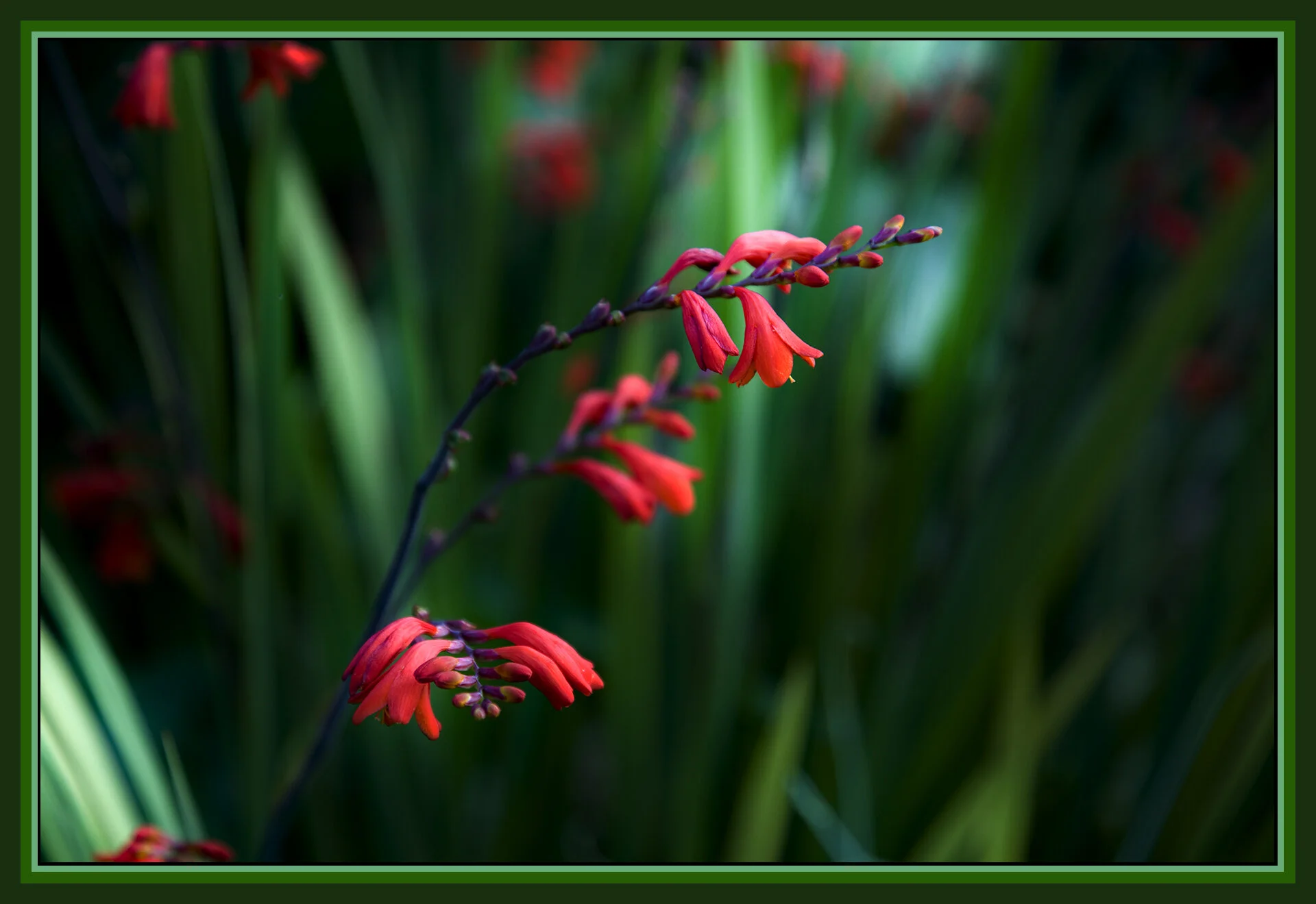 Flowers_Aug 3 09_5383_peSftBlur_4x6s.jpg