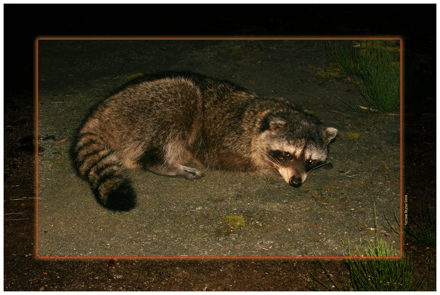 Racoon_May4,05_9054_4x6s.jpg