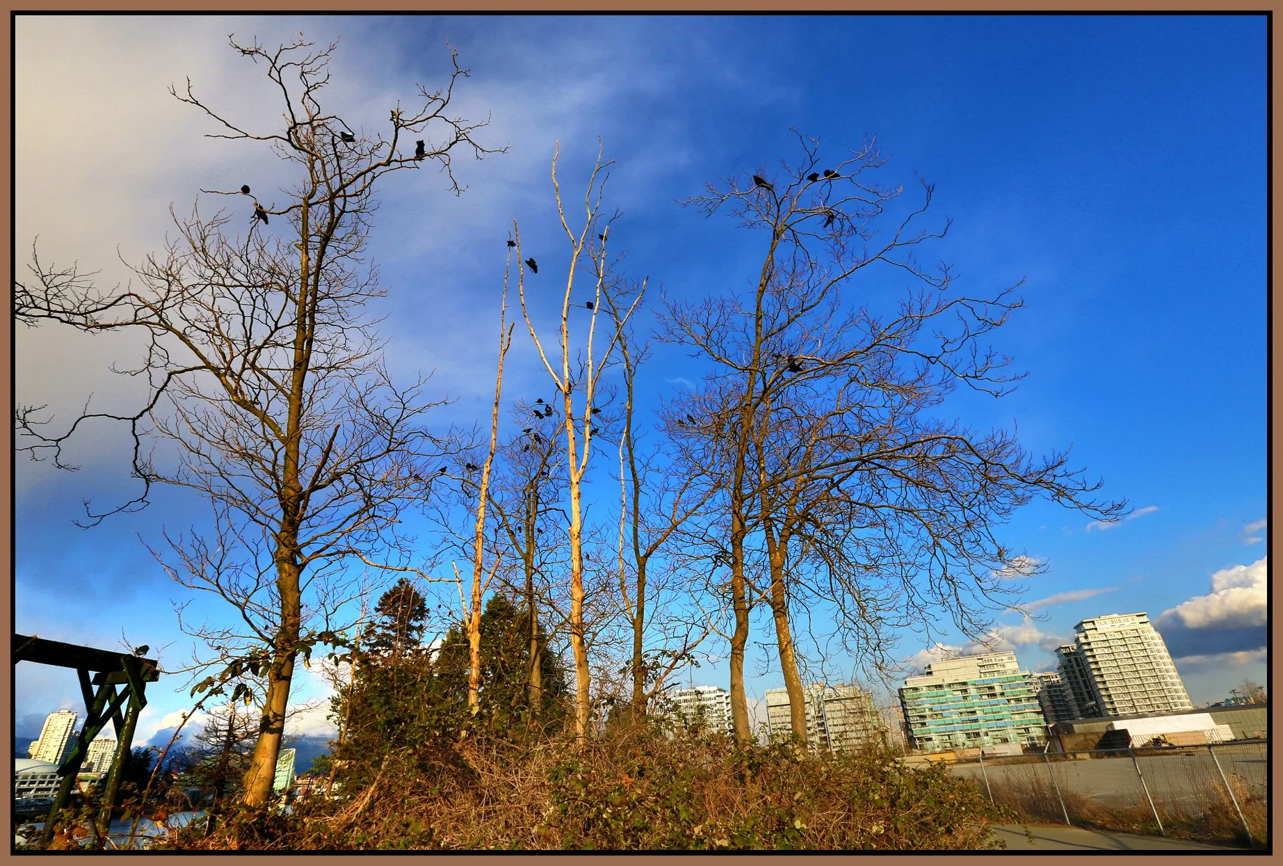 3.3 View Trees_Mar 22_2013_HDR_A7477_4x6s.jpg