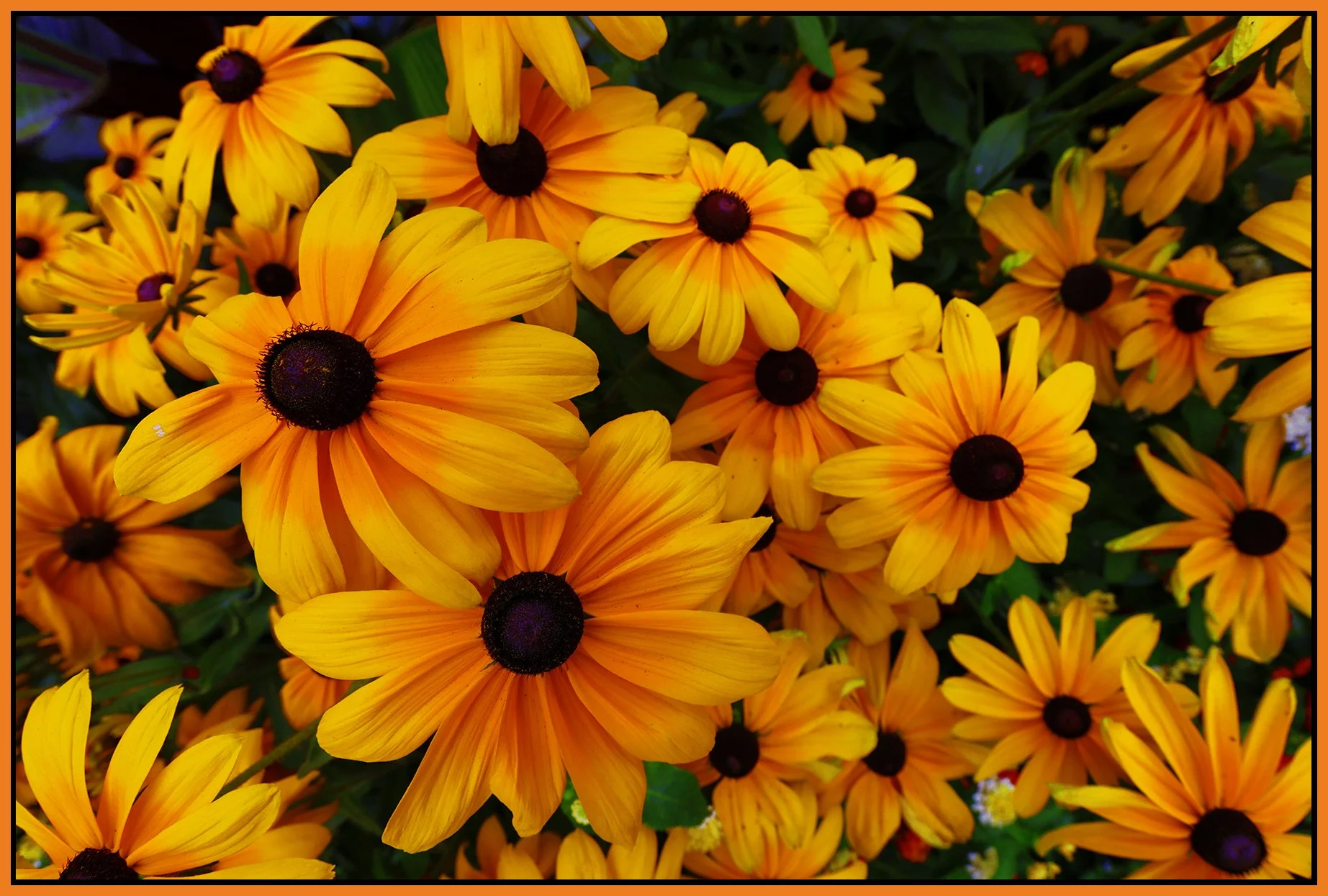 Flowers Rudbeckia_Sep 3_2022_HDR_5B7071_peB&s_4x6s.jpg